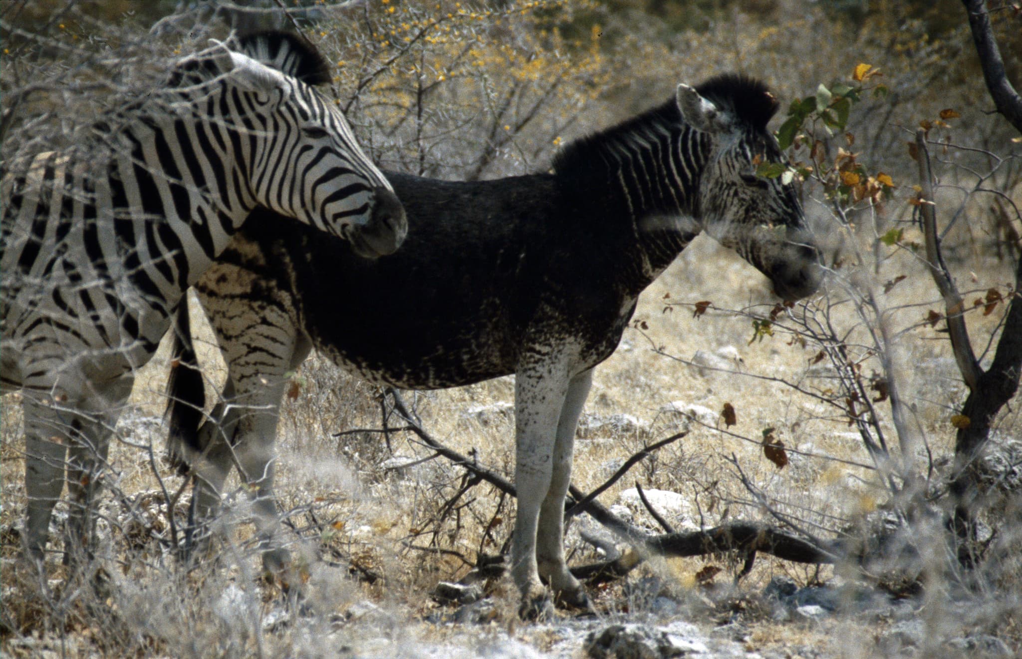 Plains Zebra