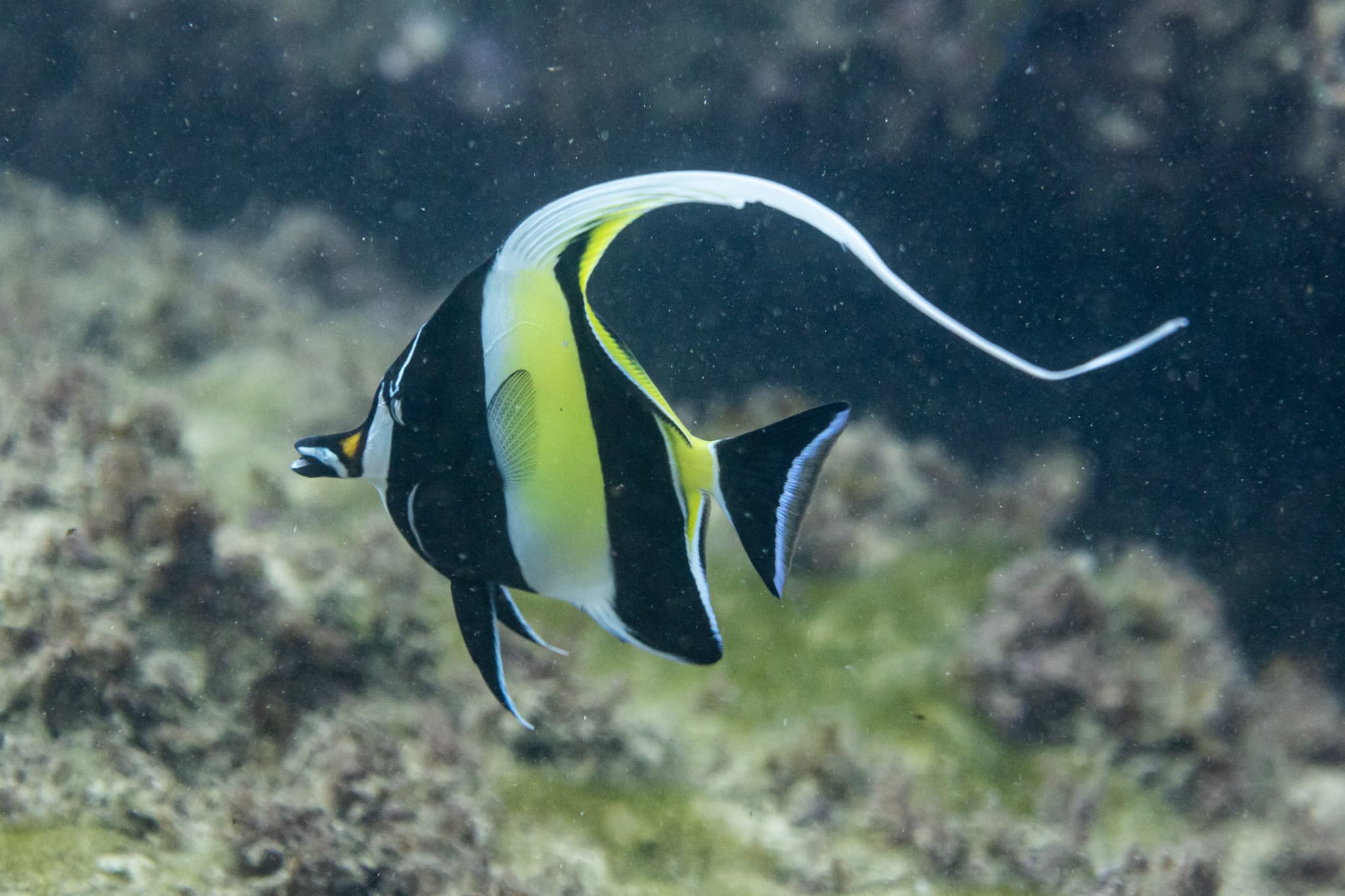 Moorish Idol — photograph 2