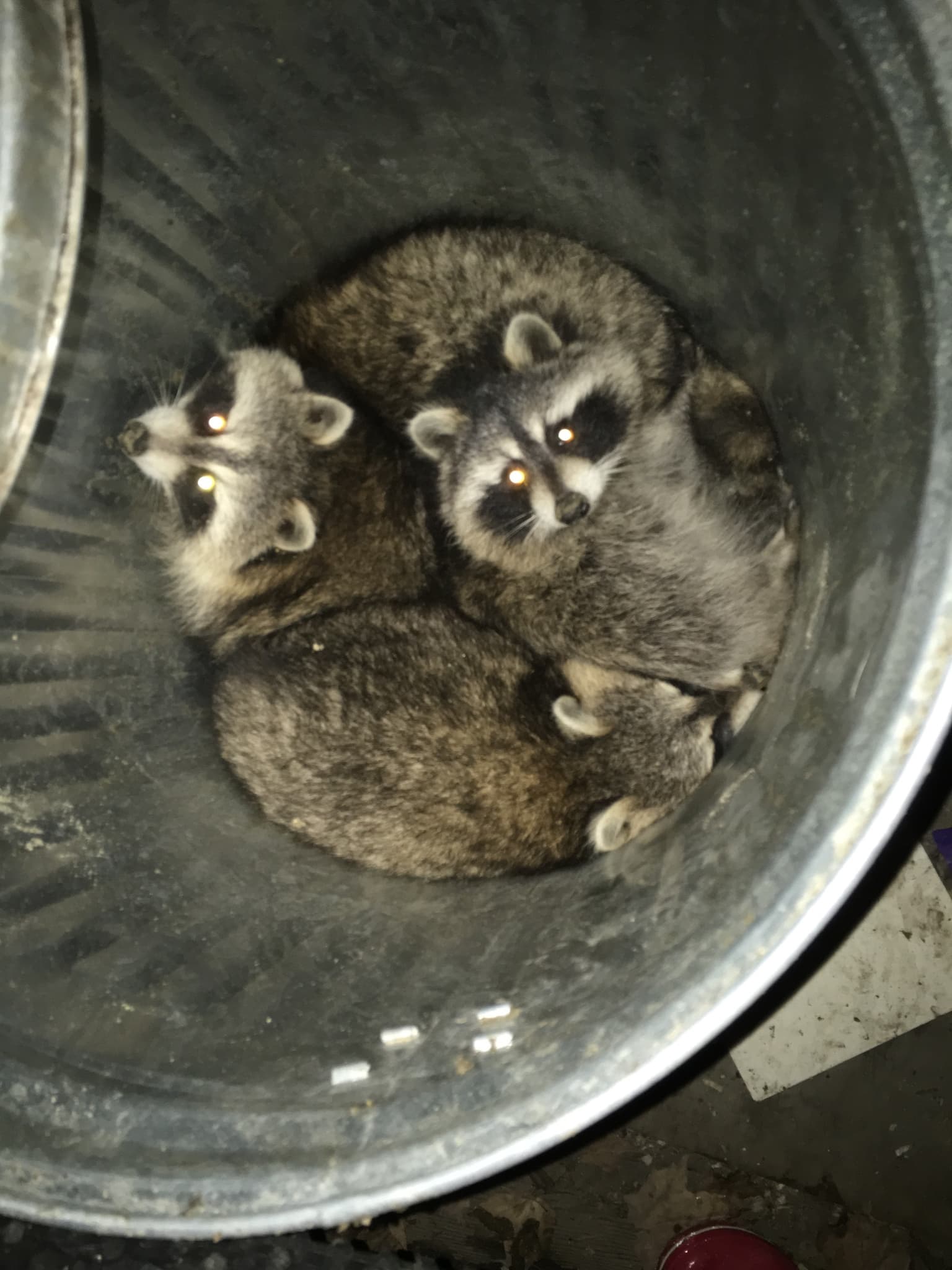 Raccoon — photograph 2