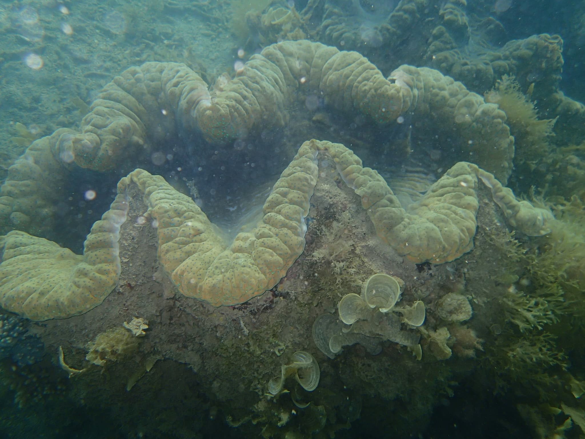 Giant Clam photo