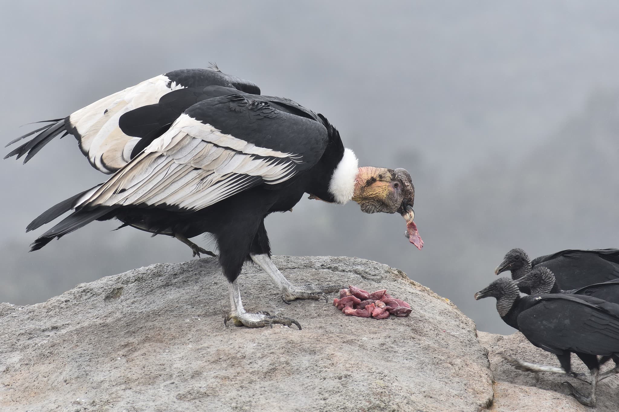 Andean Condor photo