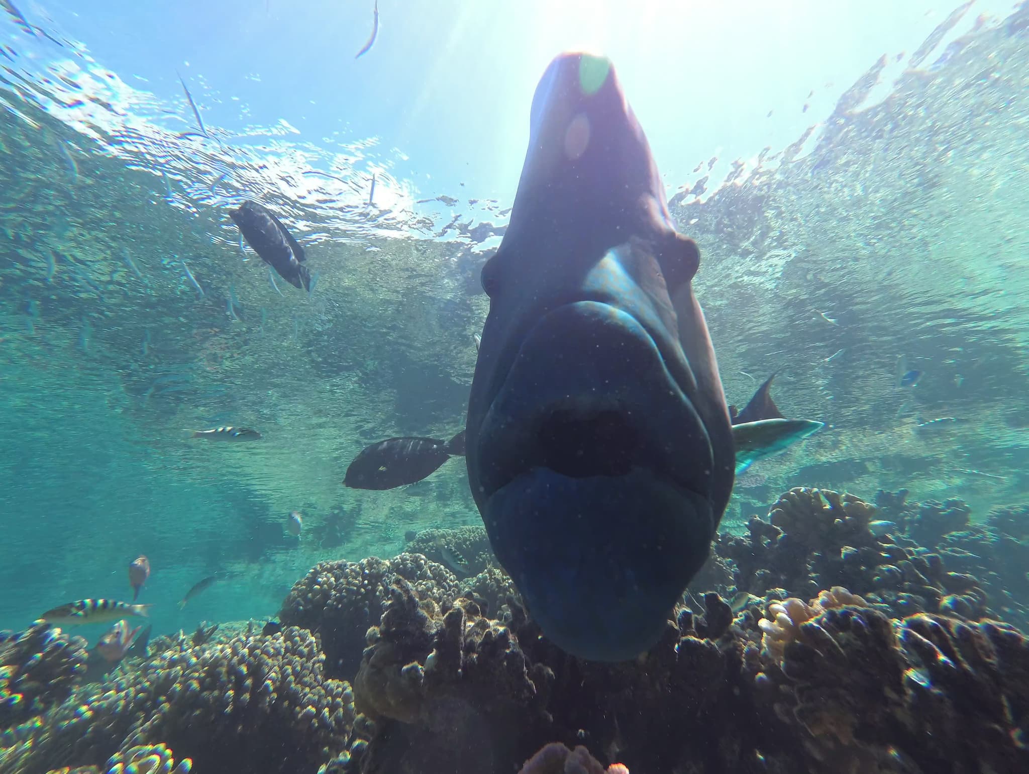 Humphead Wrasse — photograph 2