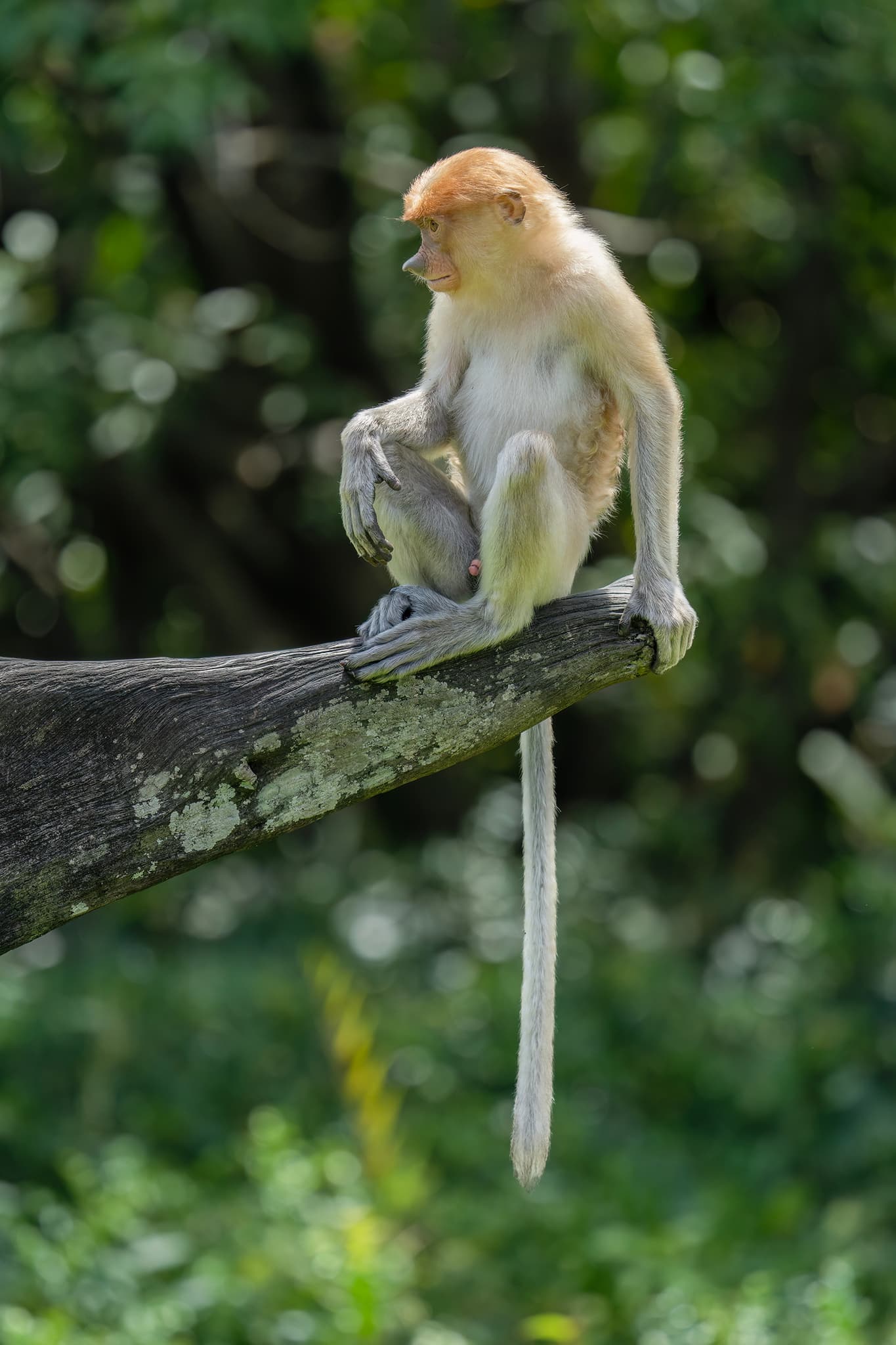 Proboscis Monkey photo