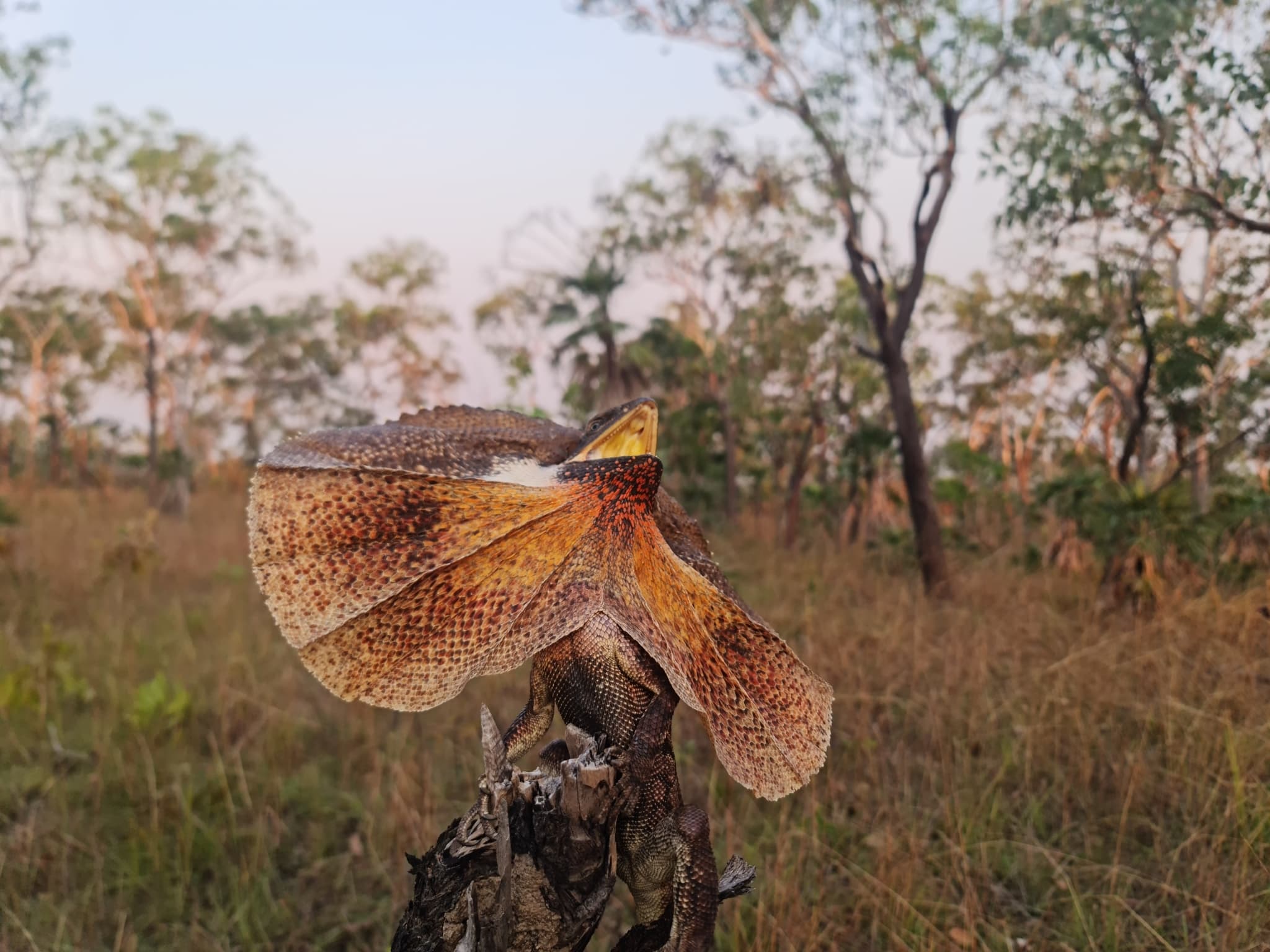 Frilled Lizard — photograph 3