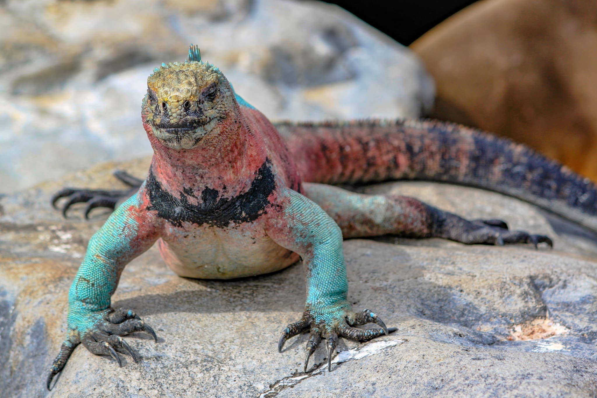 Marine Iguana photo
