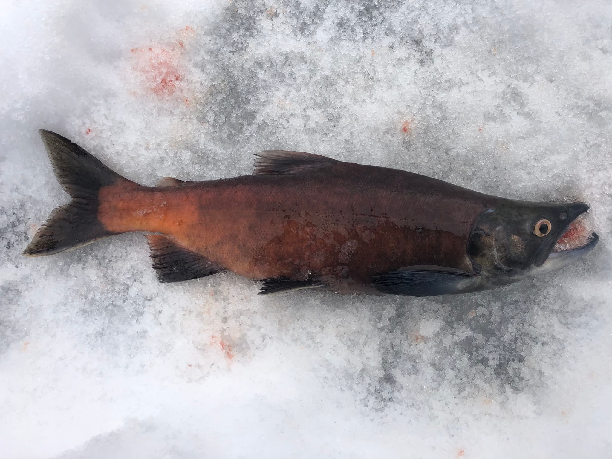 Sockeye Salmon photo