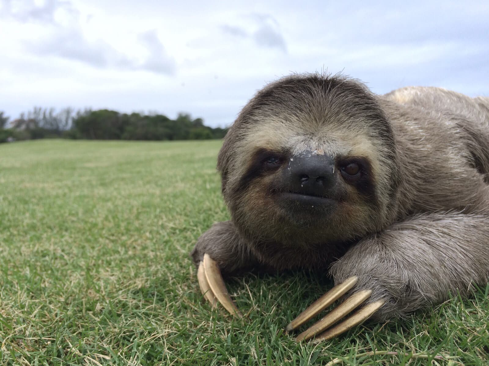 Brown-Throated Sloth — photograph 2
