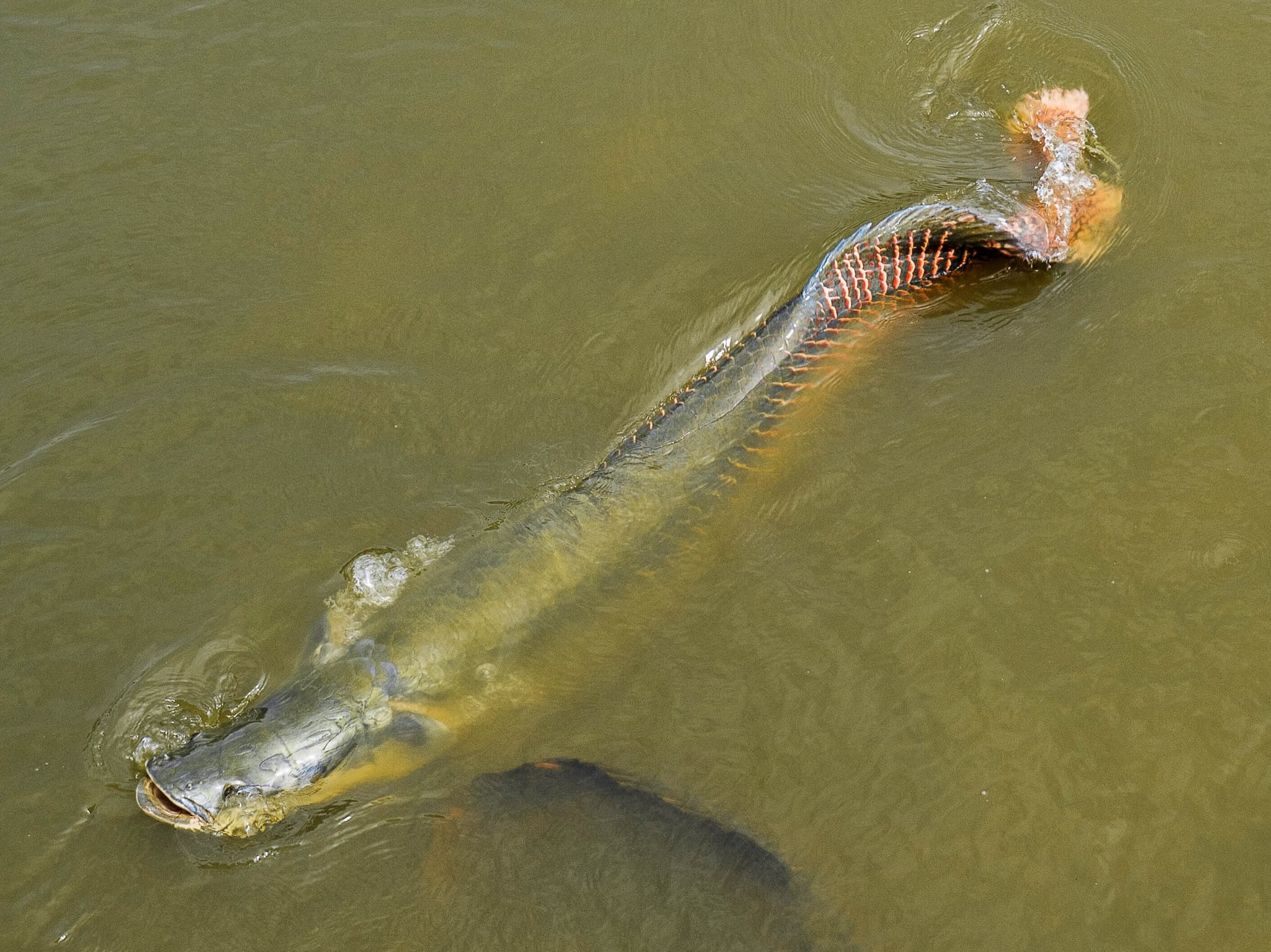 Arapaima photo