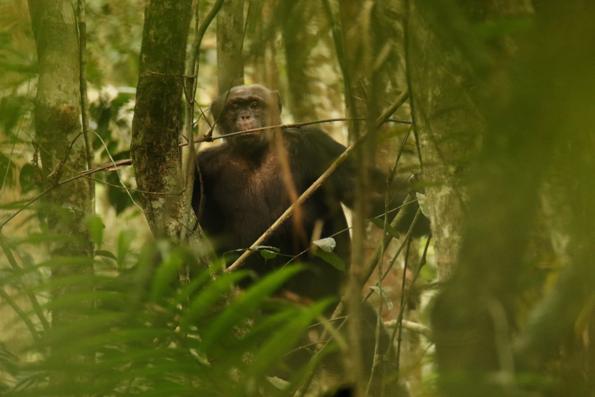 Chimpanzee photo