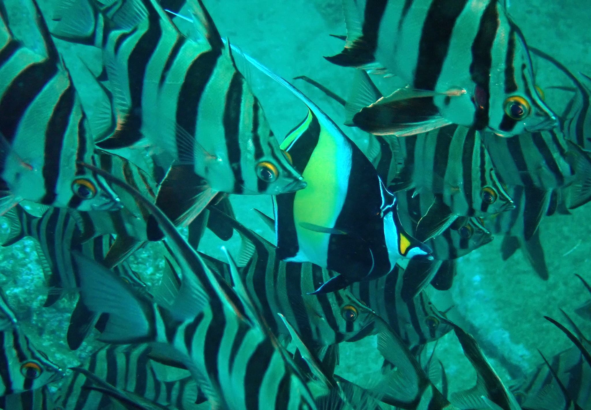Moorish Idol