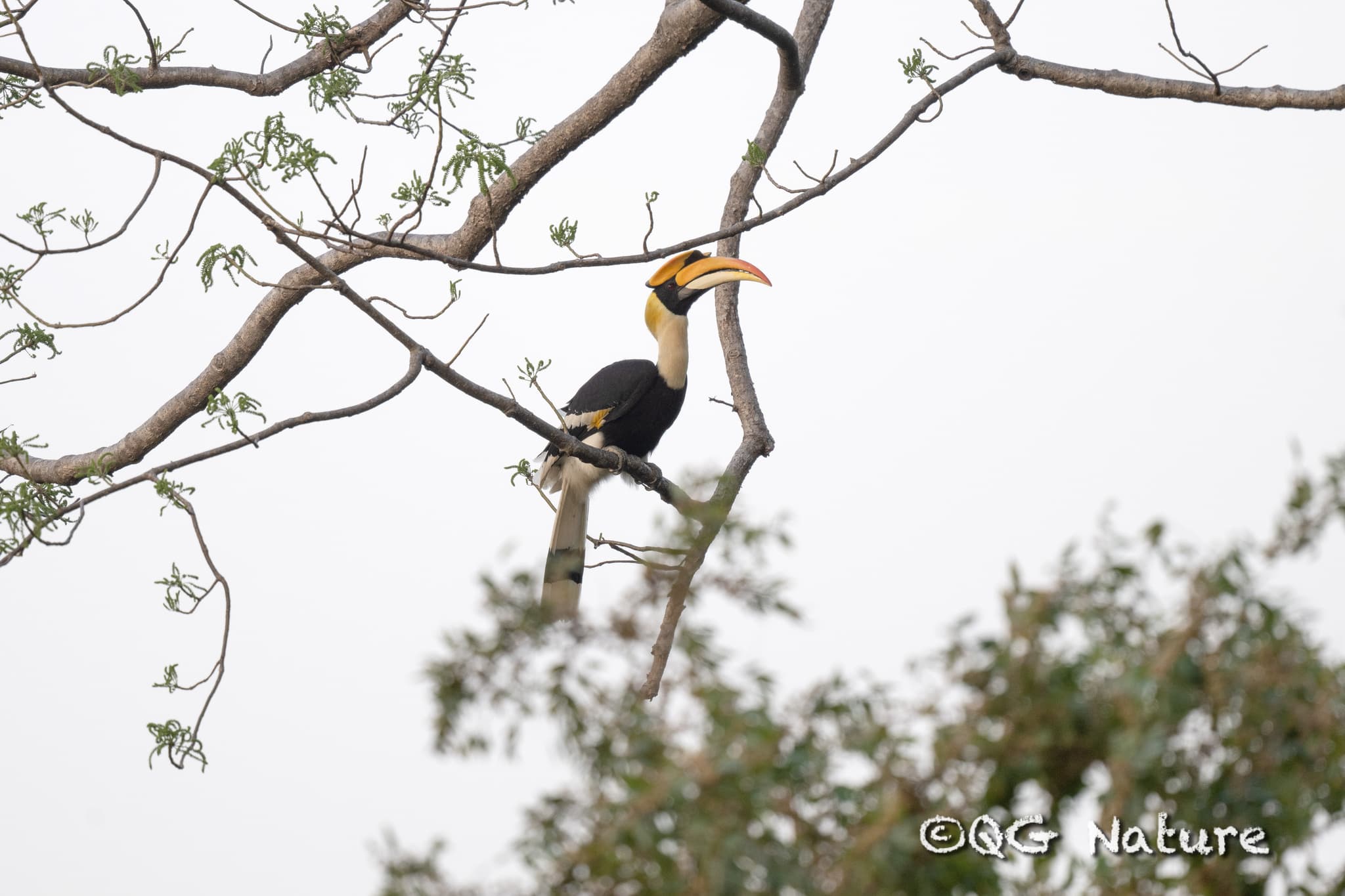 Great Hornbill — photograph 3