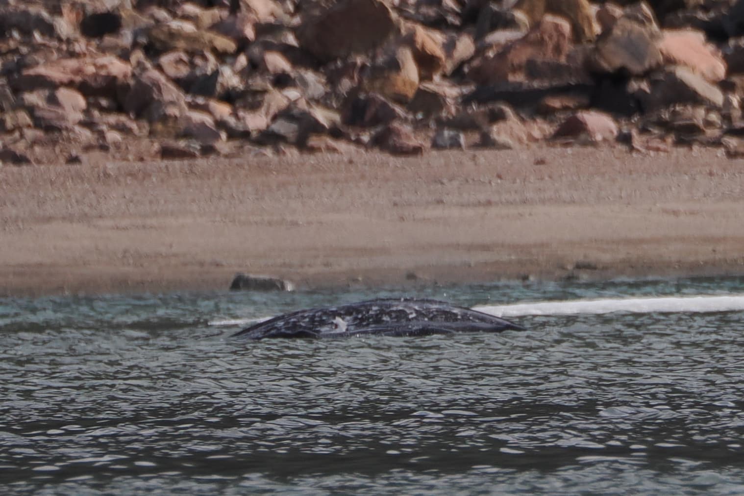Narwhal — photograph 3