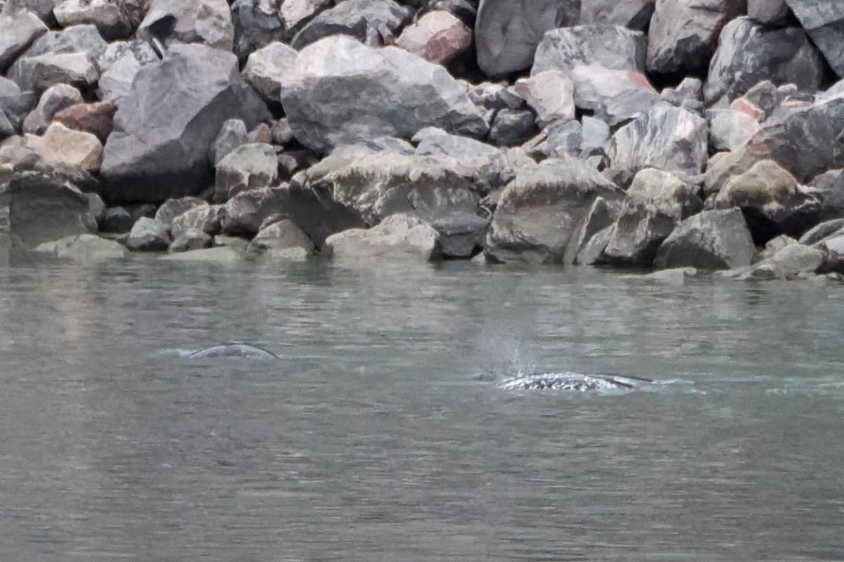 Narwhal — photograph 2