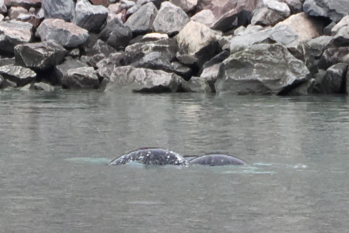 Narwhal photo