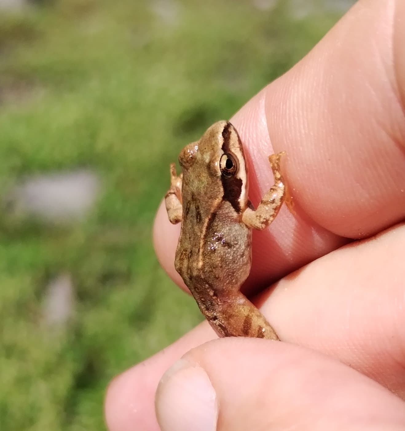 Common Frog — photograph 3