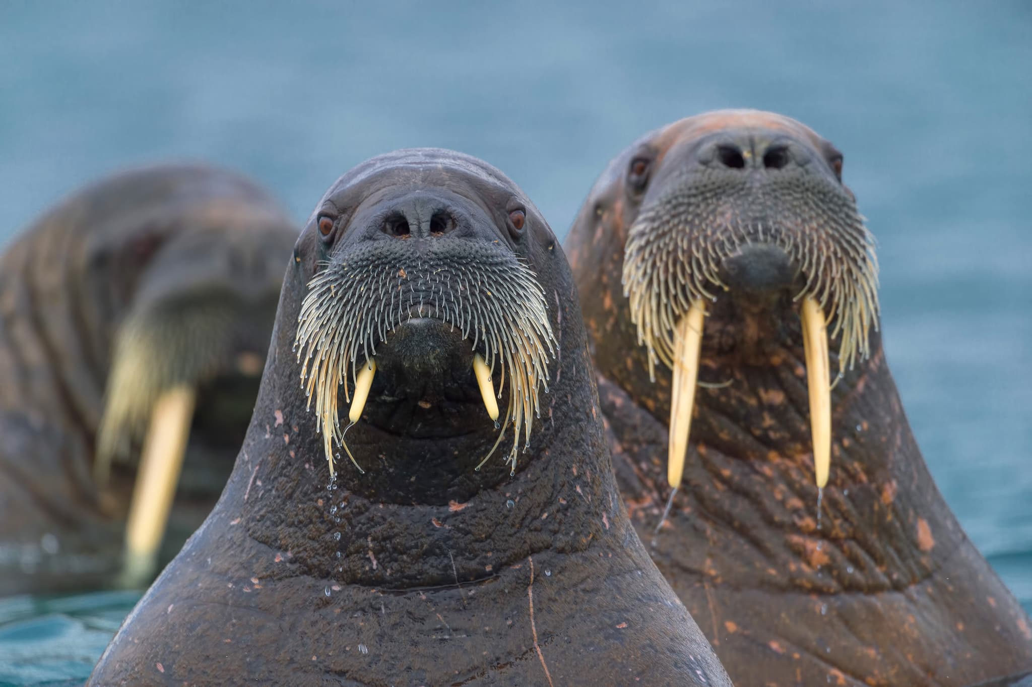 Walrus photo