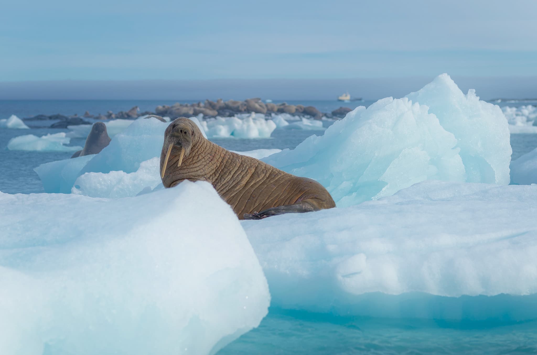 Walrus — photograph 2