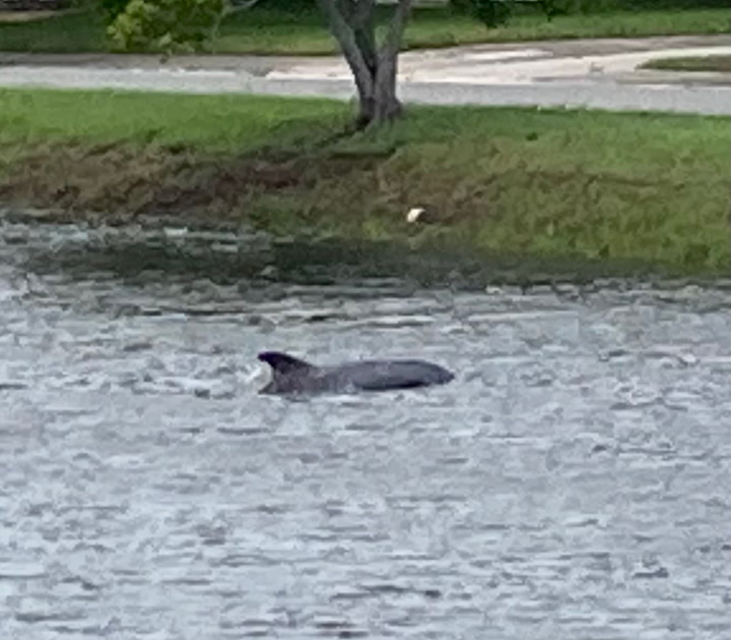 Common Bottlenose Dolphin — photograph 3