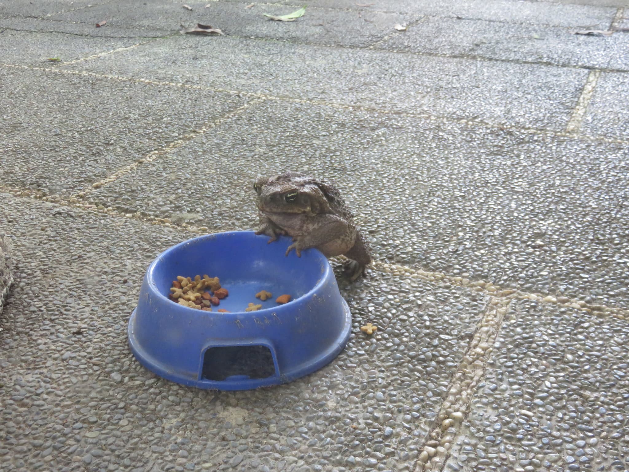 Cane Toad — photograph 3