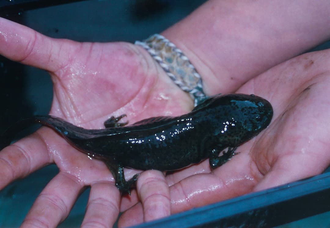 Axolotl — photograph 2