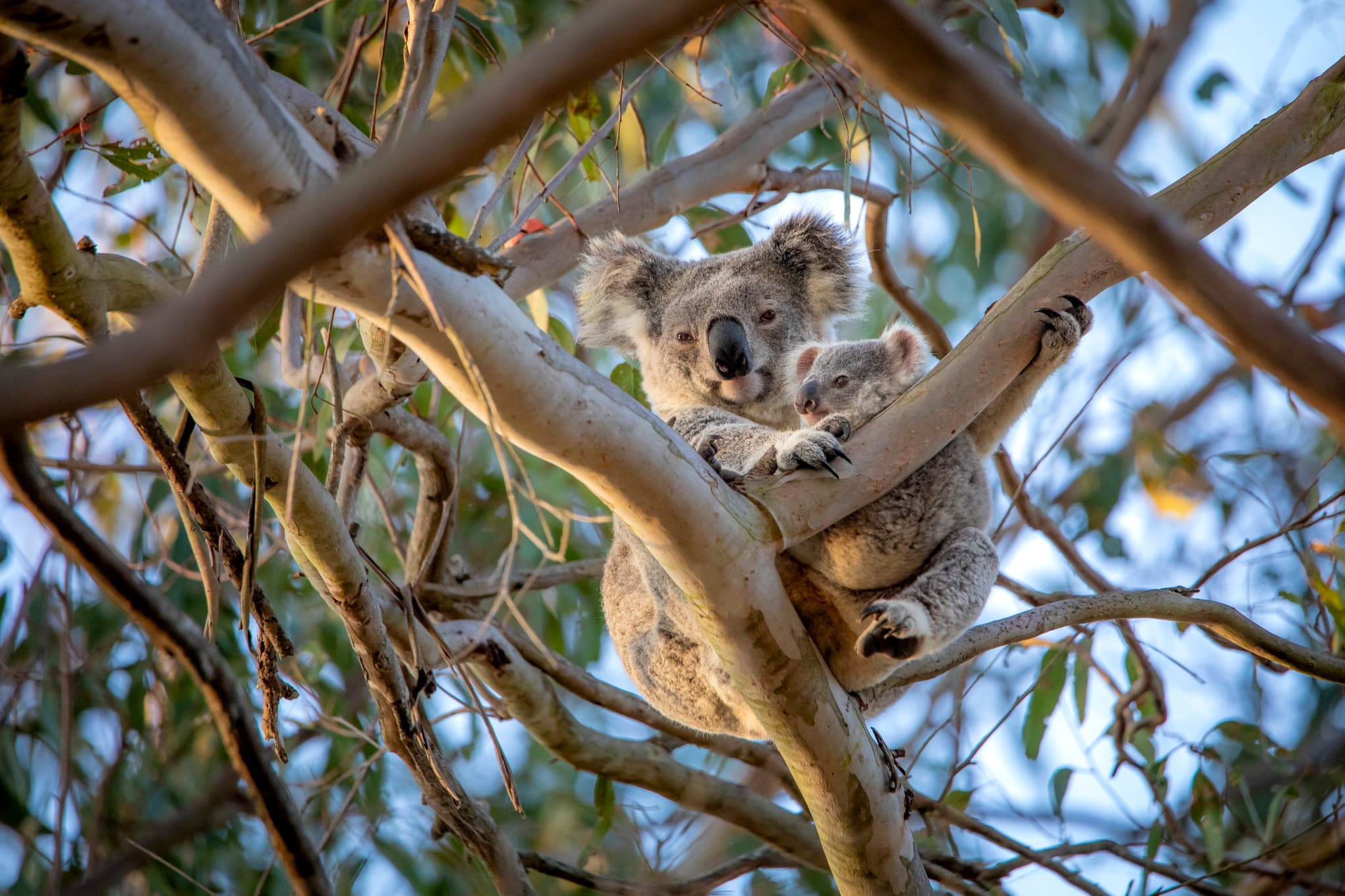 Koala — photograph 3
