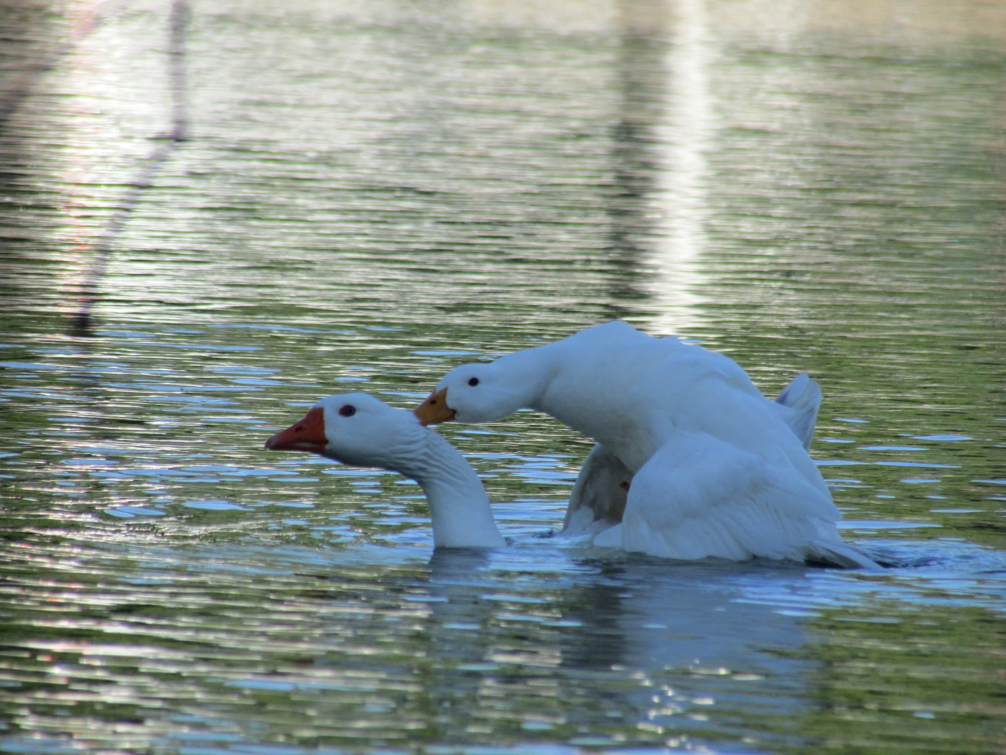 Mallard — photograph 3