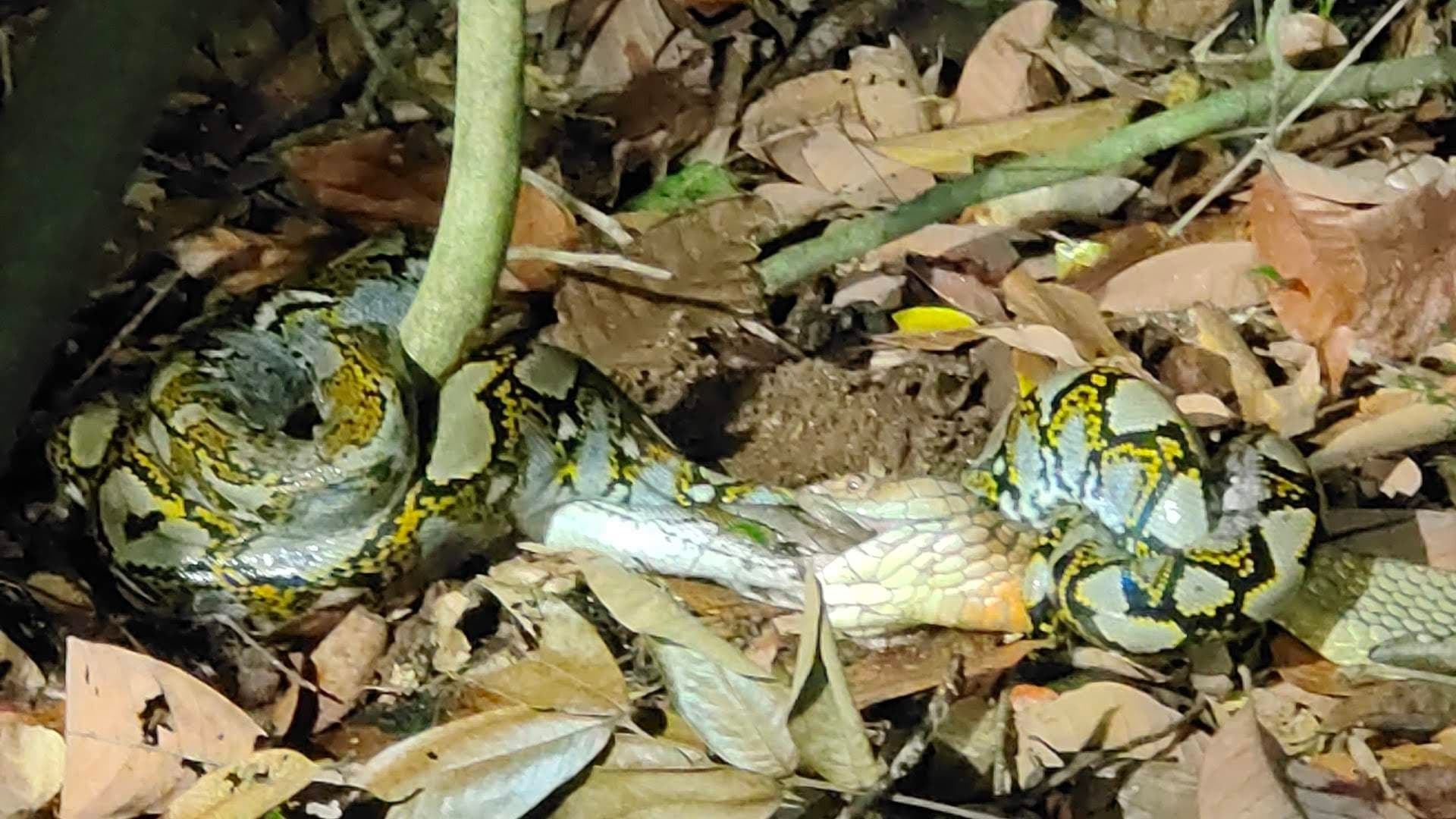 Reticulated Python photo