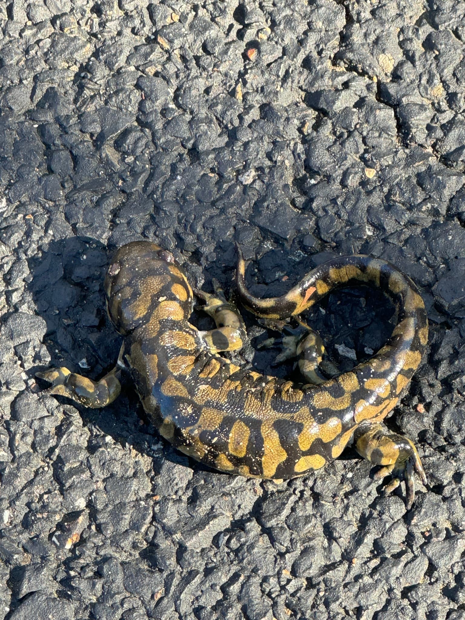 Tiger Salamander photo