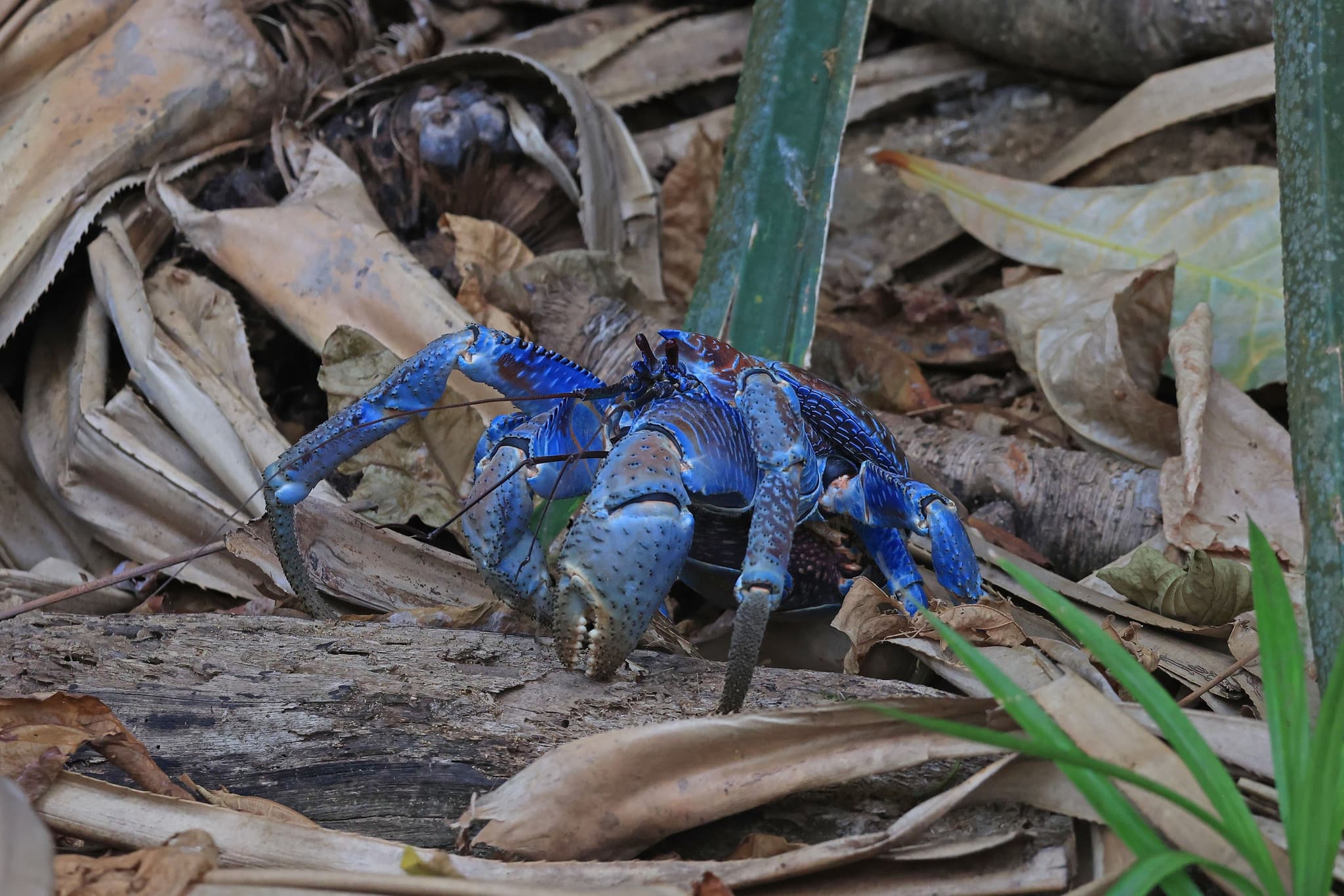 Coconut Crab — photograph 3