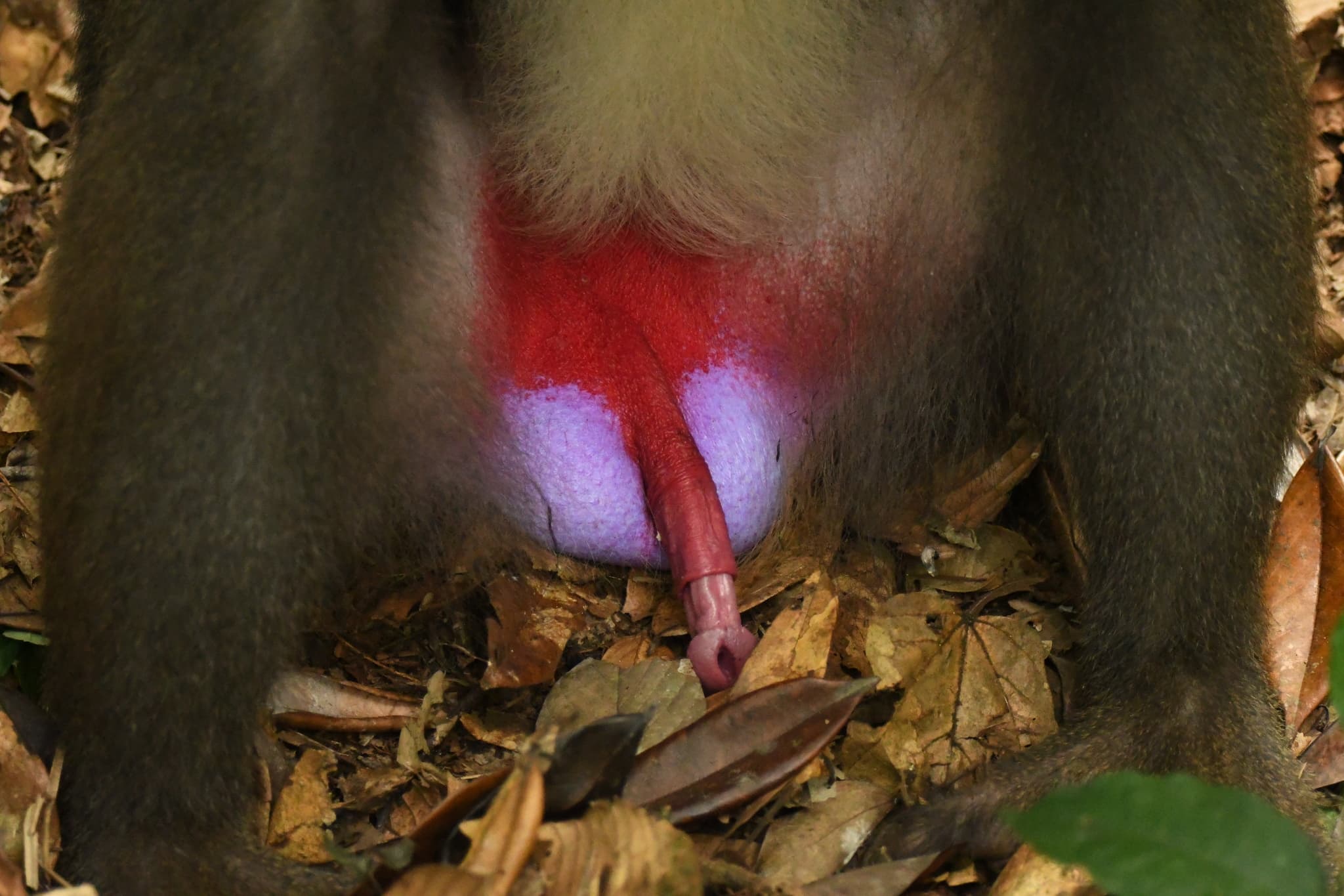 Mandrill photo