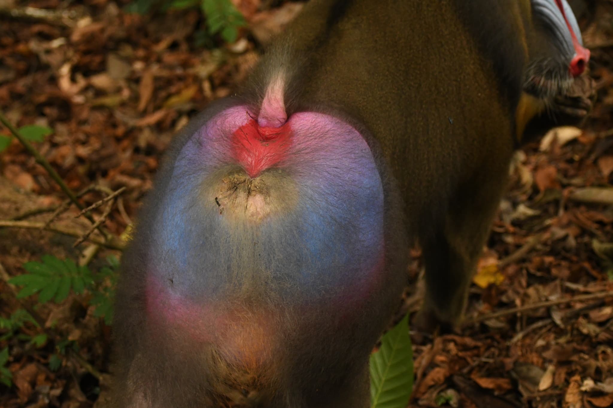 Mandrill — photograph 2