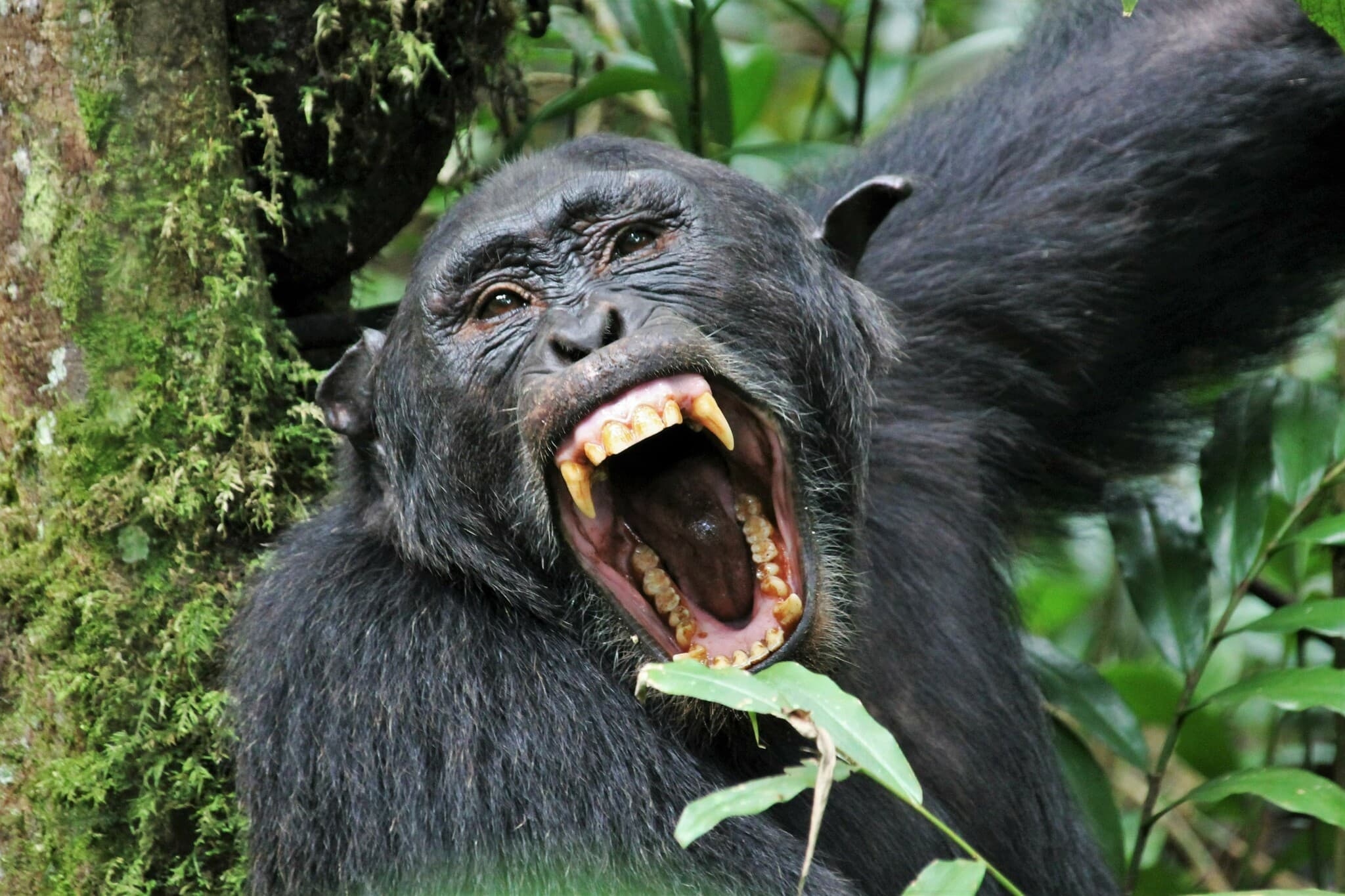 Chimpanzee — photograph 2