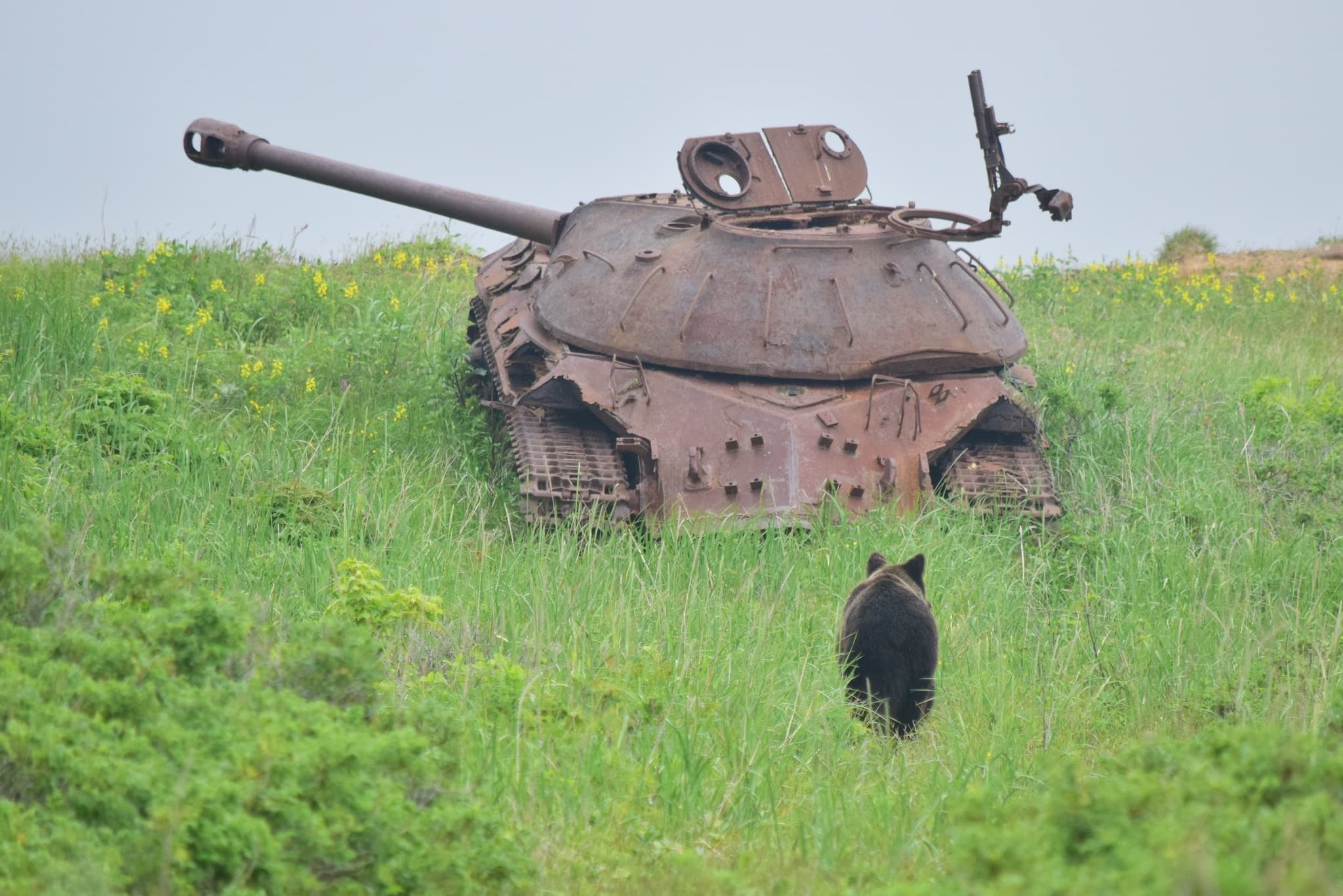 Brown Bear — photograph 2