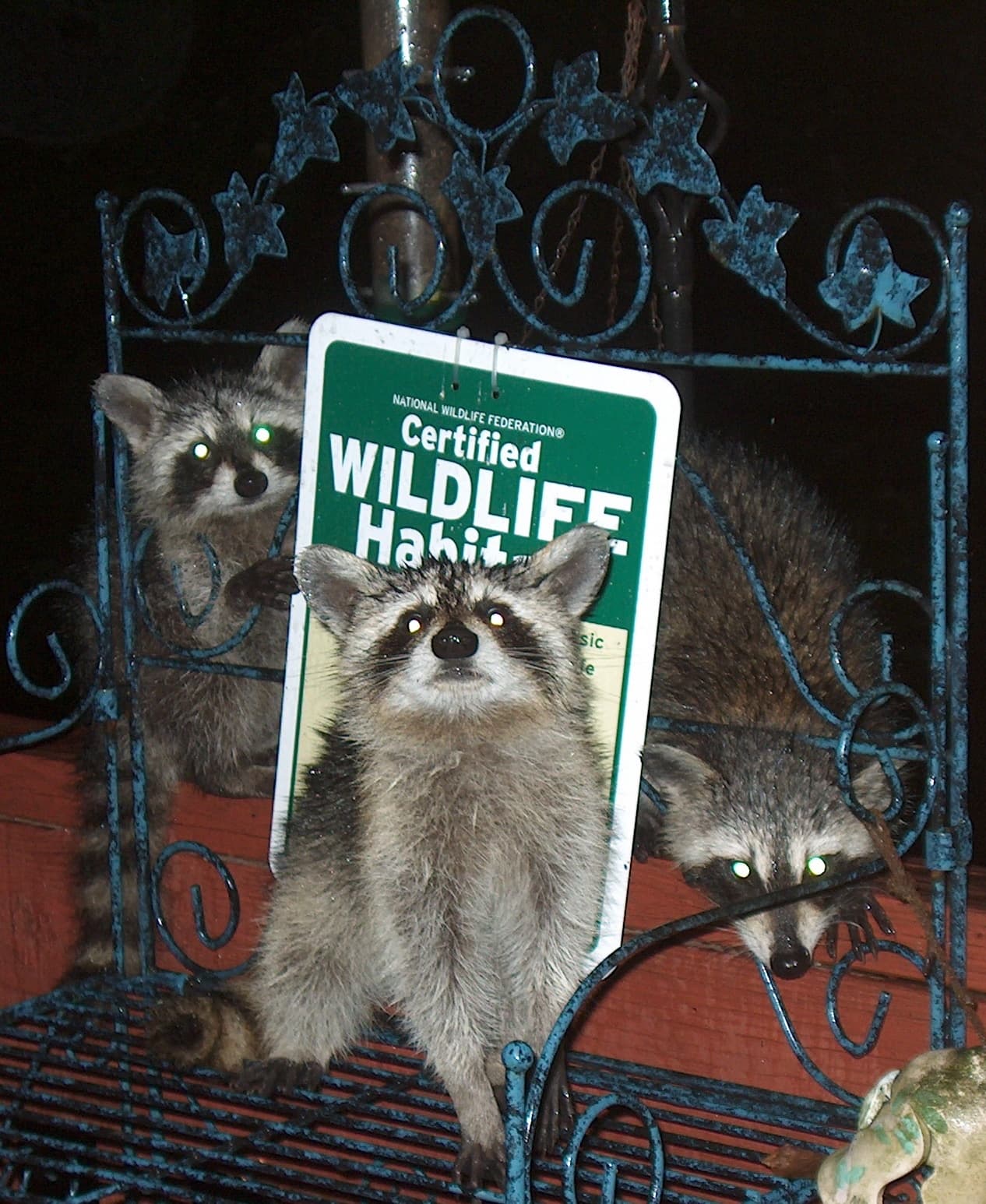 Raccoon — photograph 3