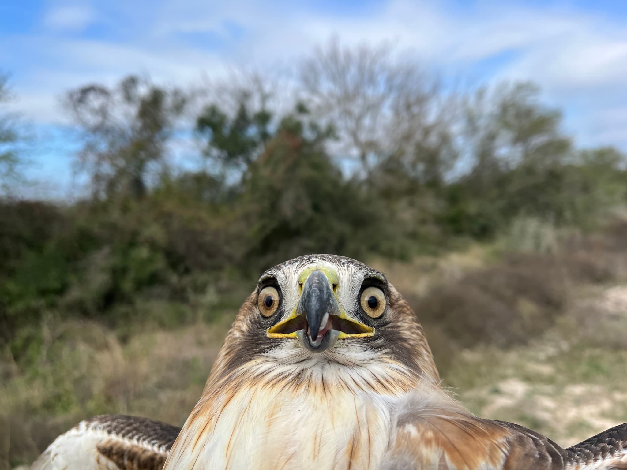 Red-Tailed Hawk — photograph 2