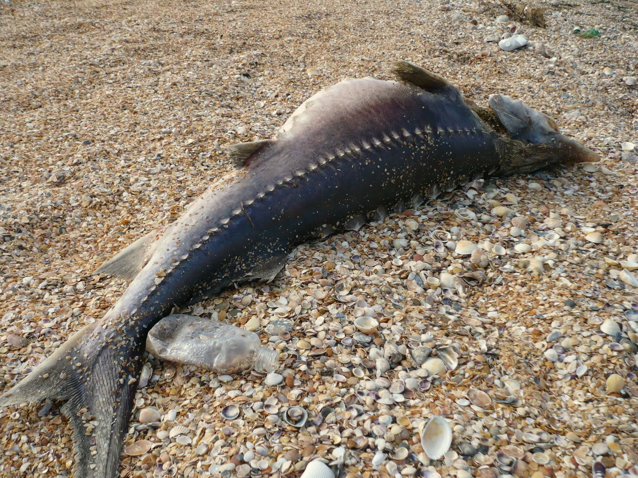 Beluga Sturgeon — photograph 2