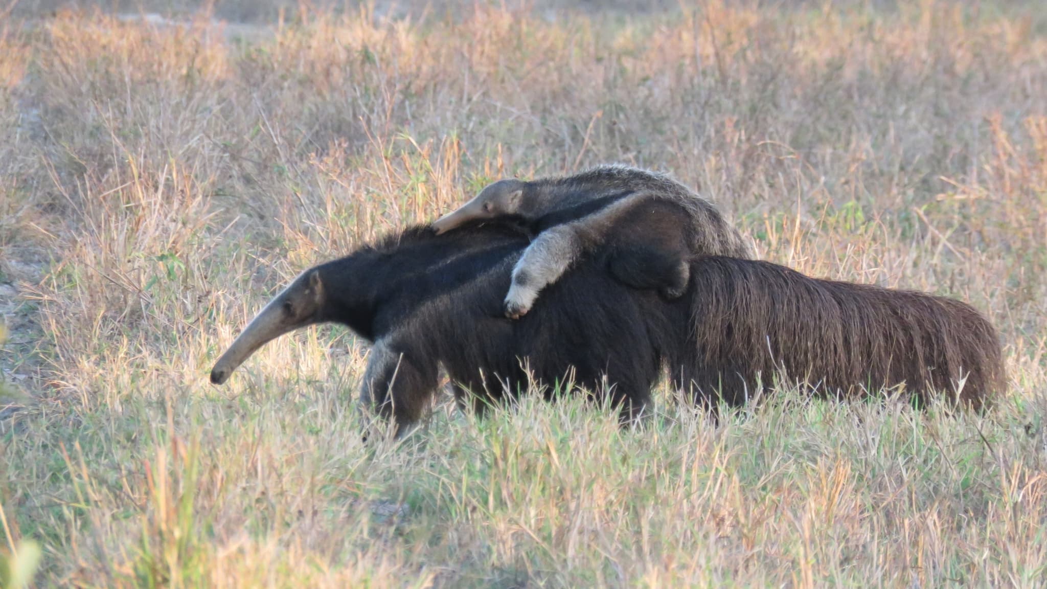 Giant Anteater photo