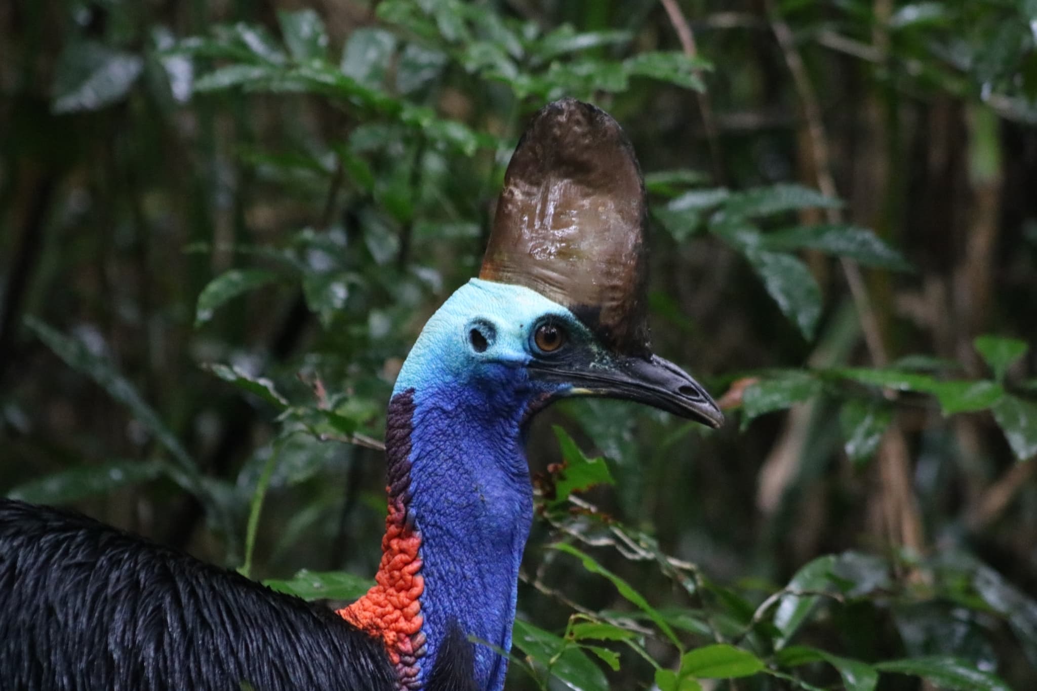 Southern Cassowary photo
