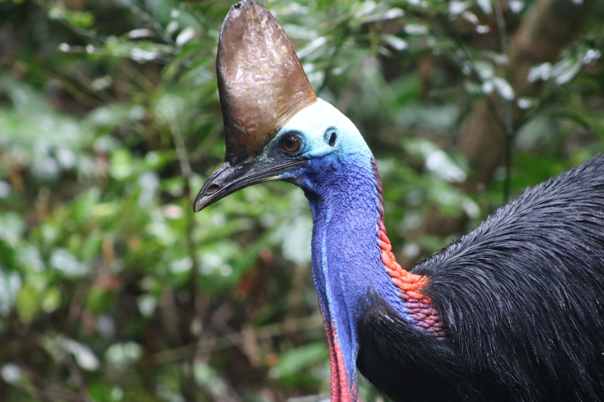 Southern Cassowary — photograph 2