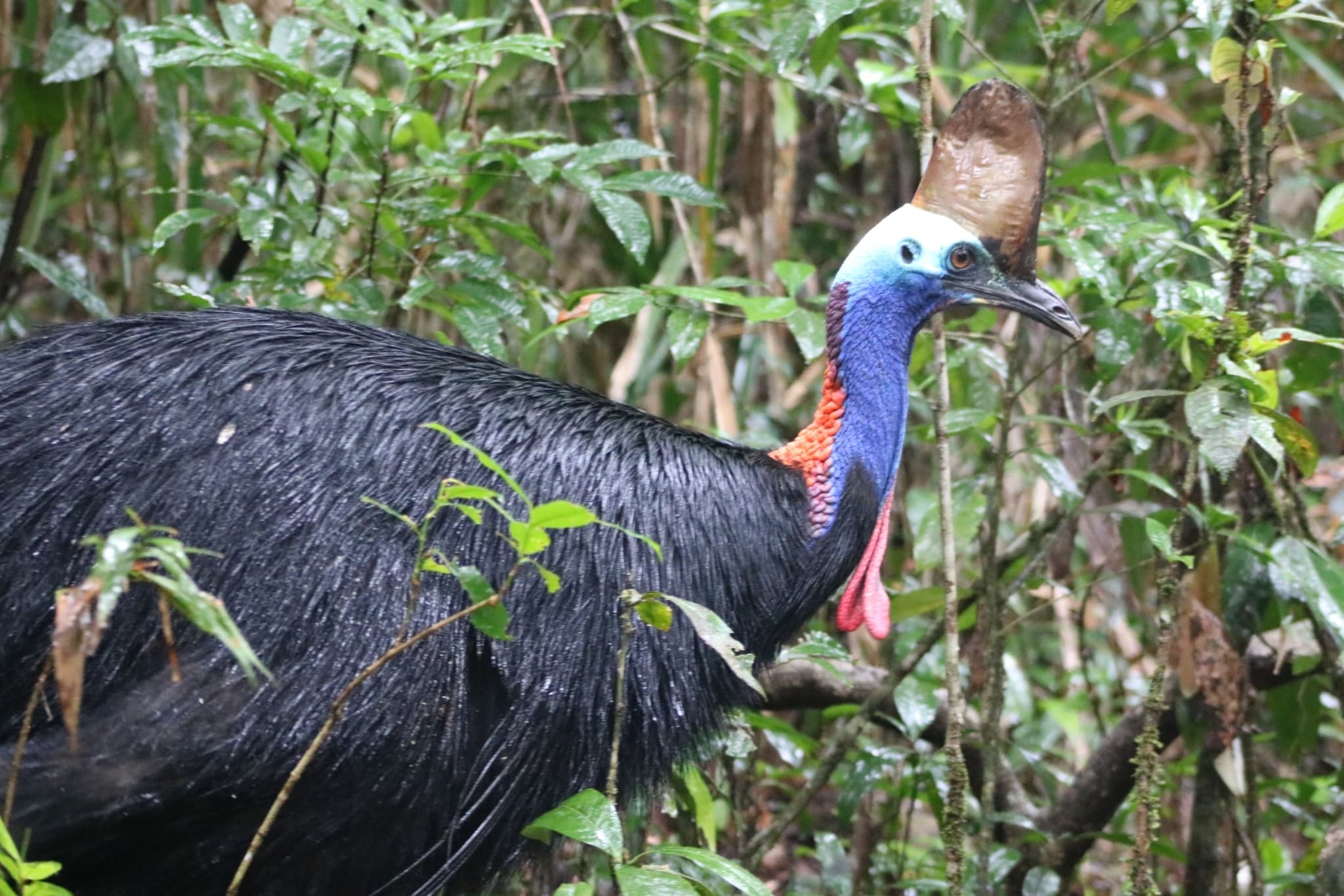 Southern Cassowary — photograph 3