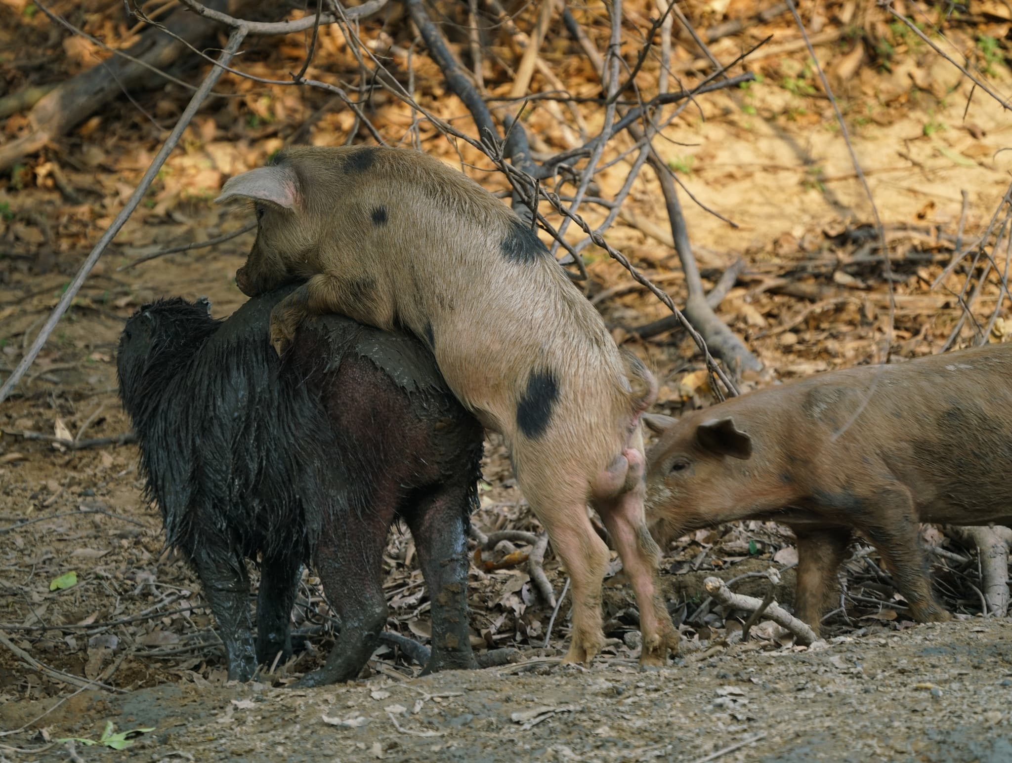 Capybara photo