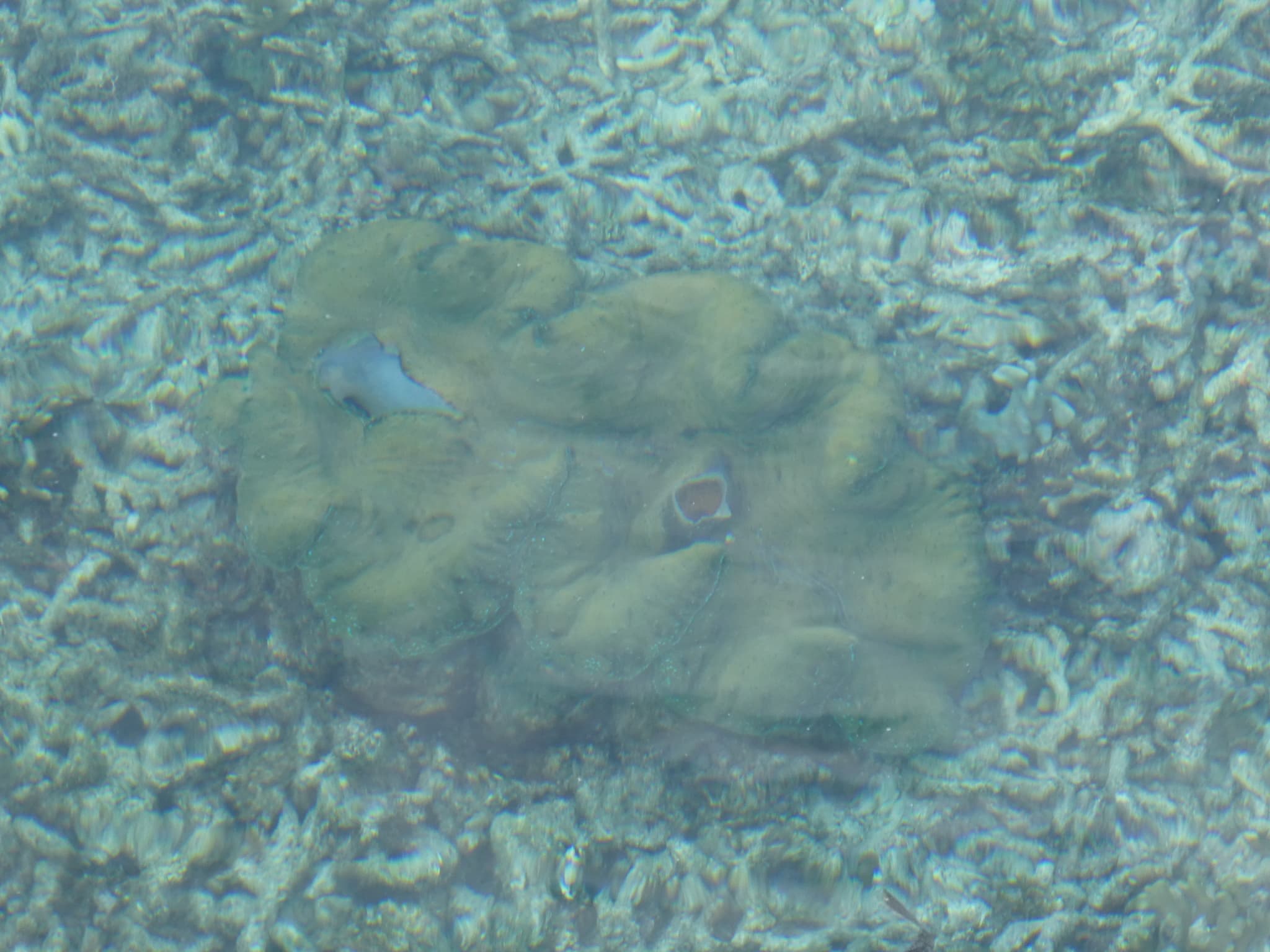 Giant Clam — photograph 3
