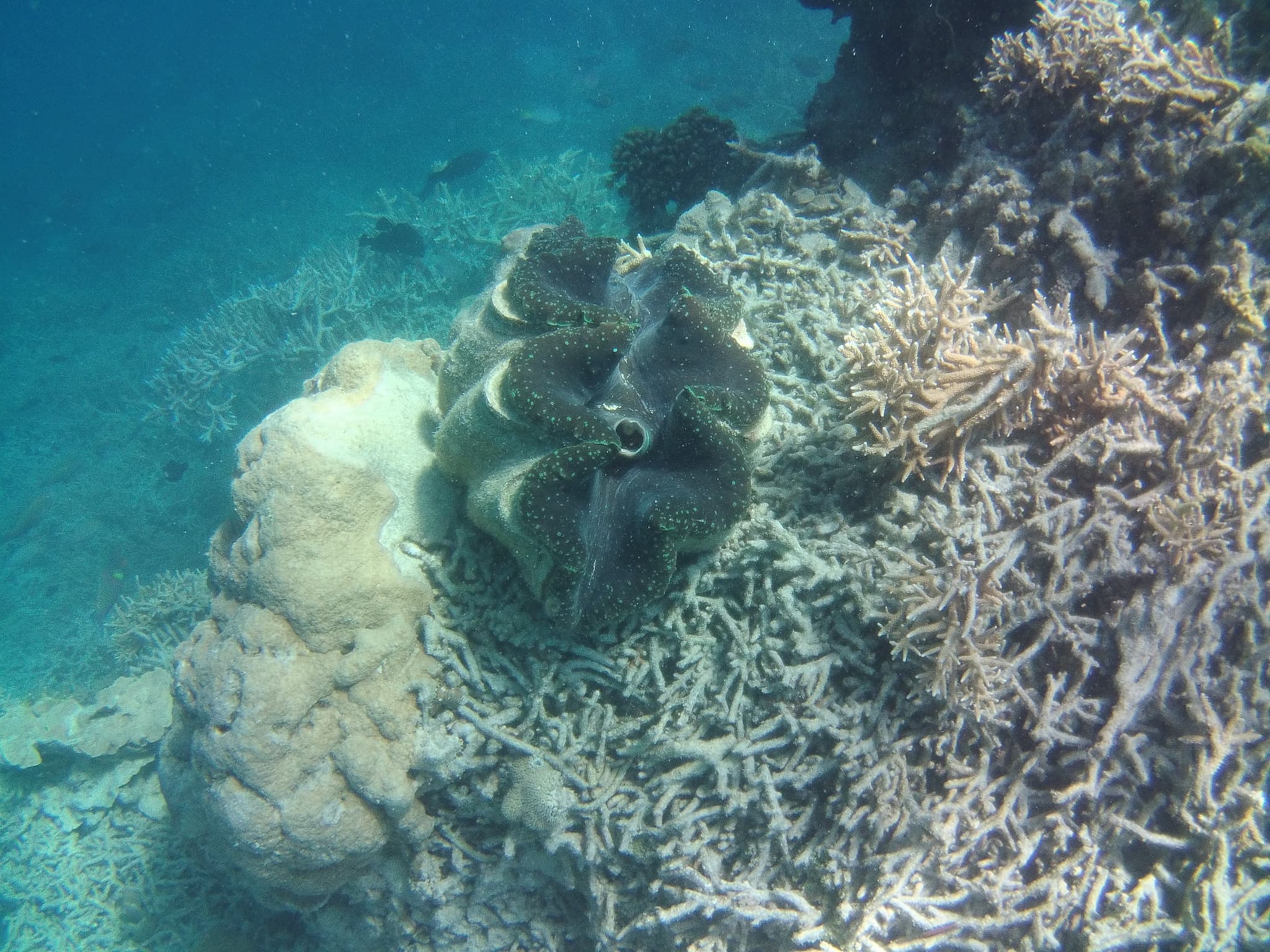 Giant Clam — photograph 2