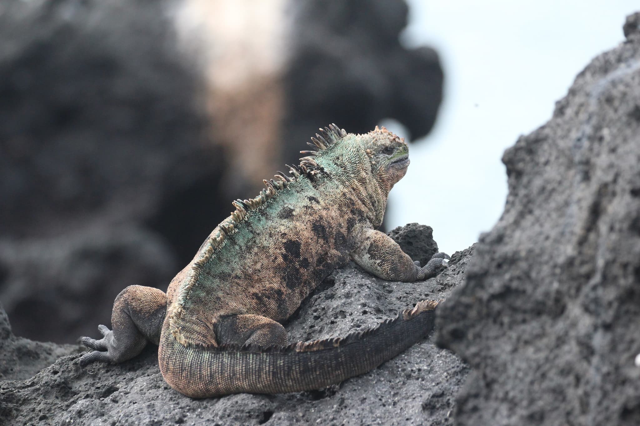 Marine Iguana — photograph 2