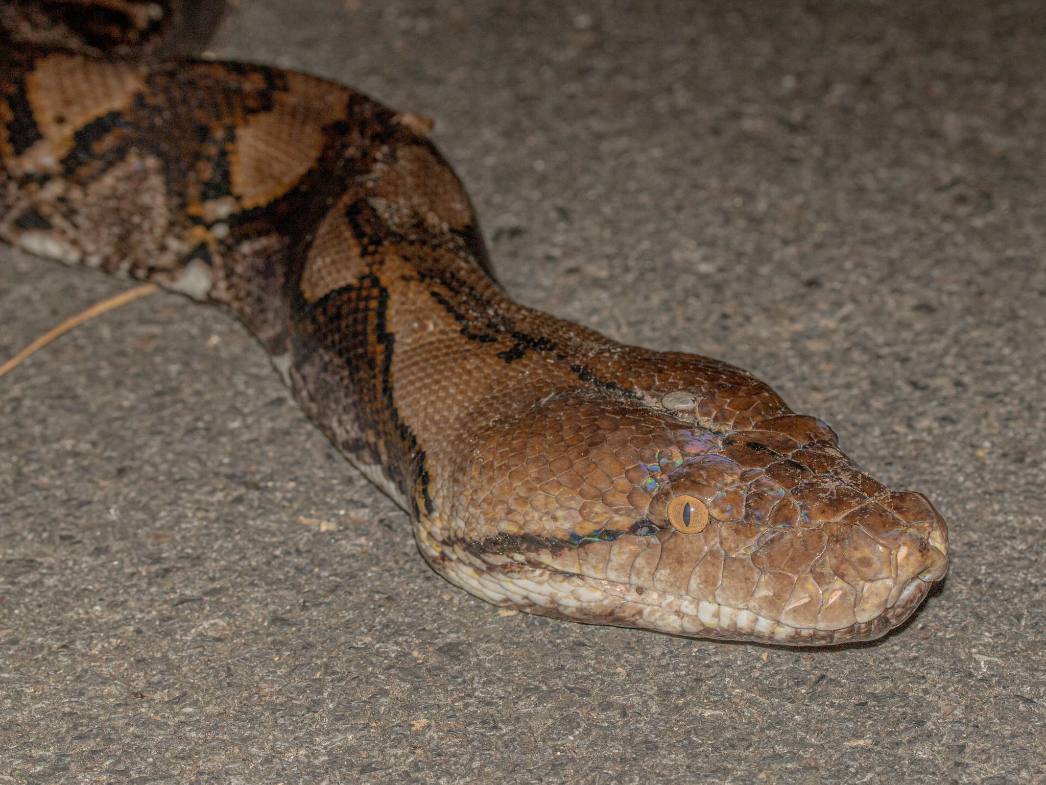 Reticulated Python — photograph 3