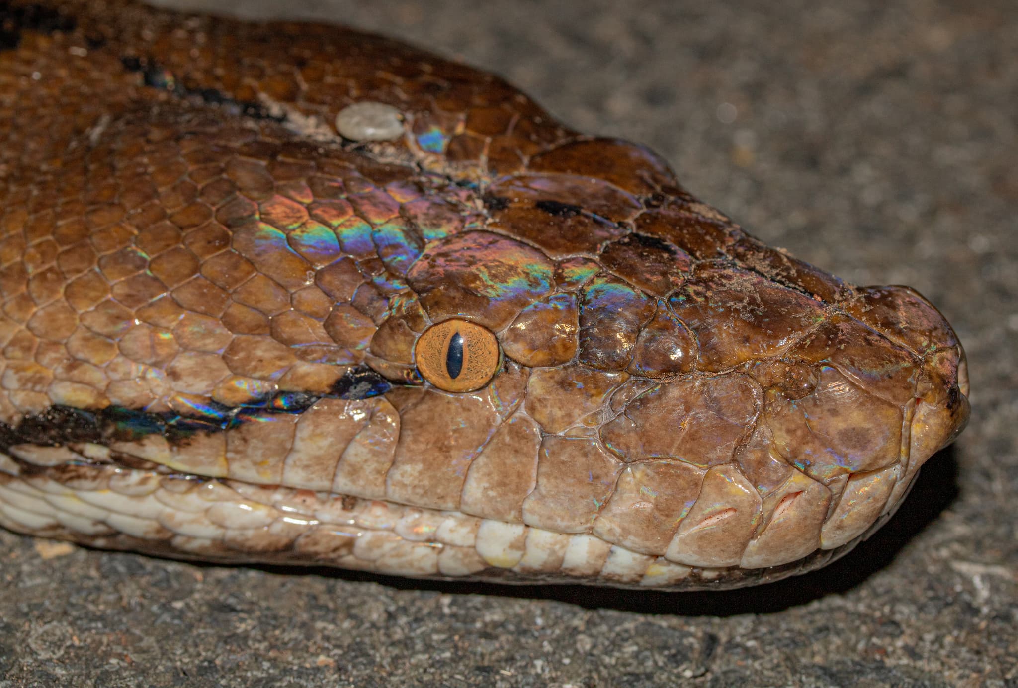 Reticulated Python — photograph 2