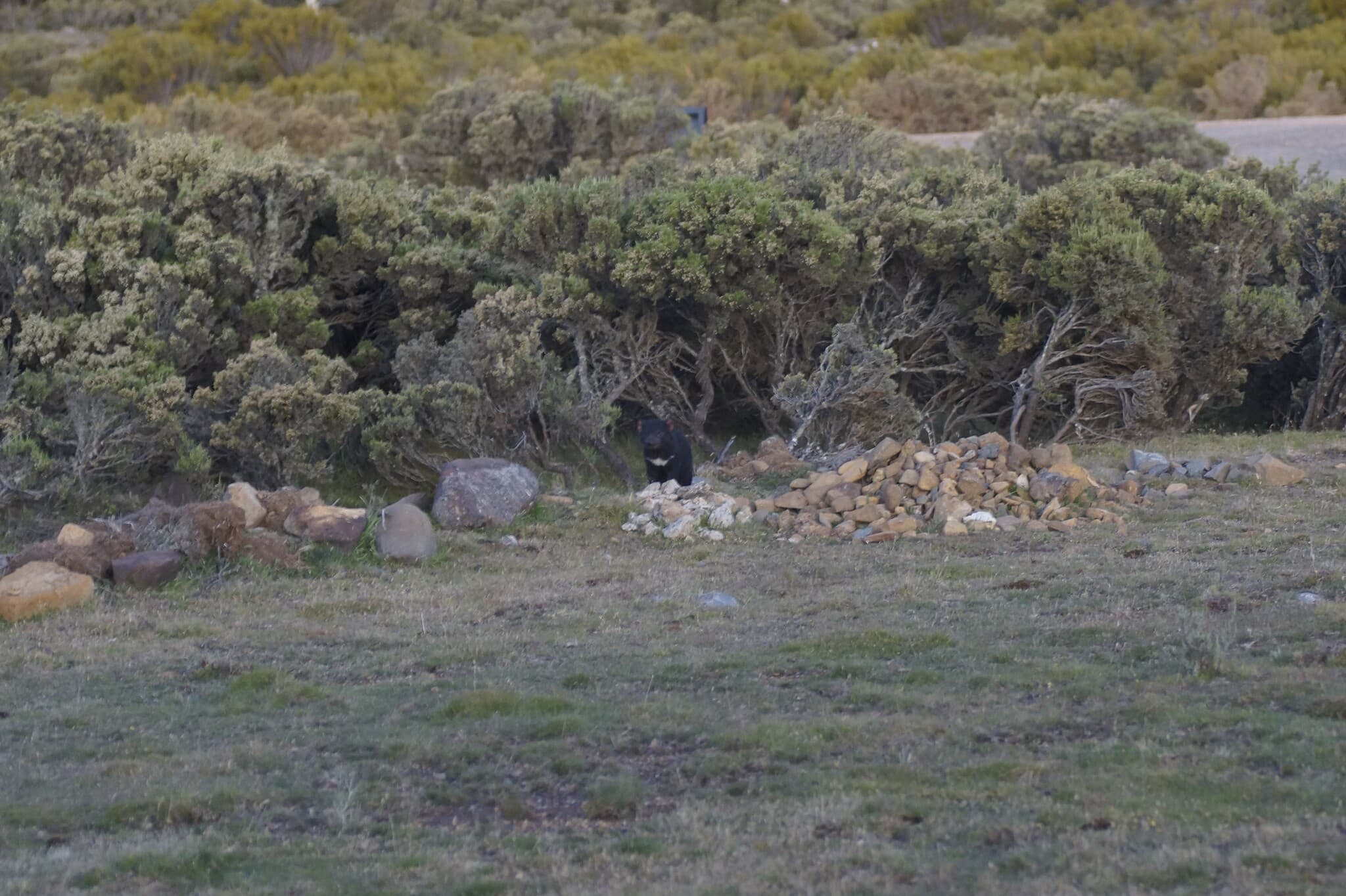 Tasmanian Devil — photograph 3