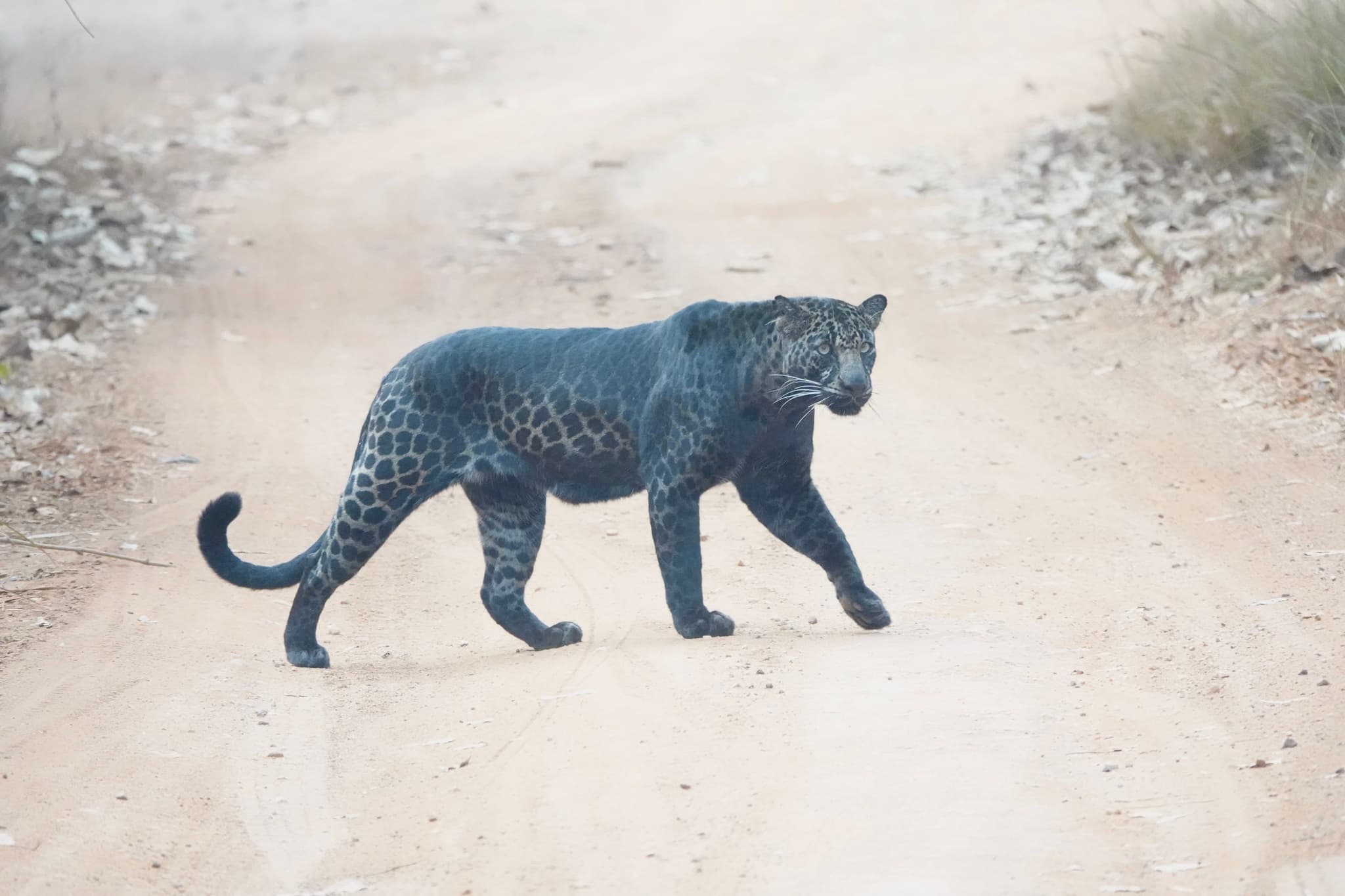 Leopard — photograph 2