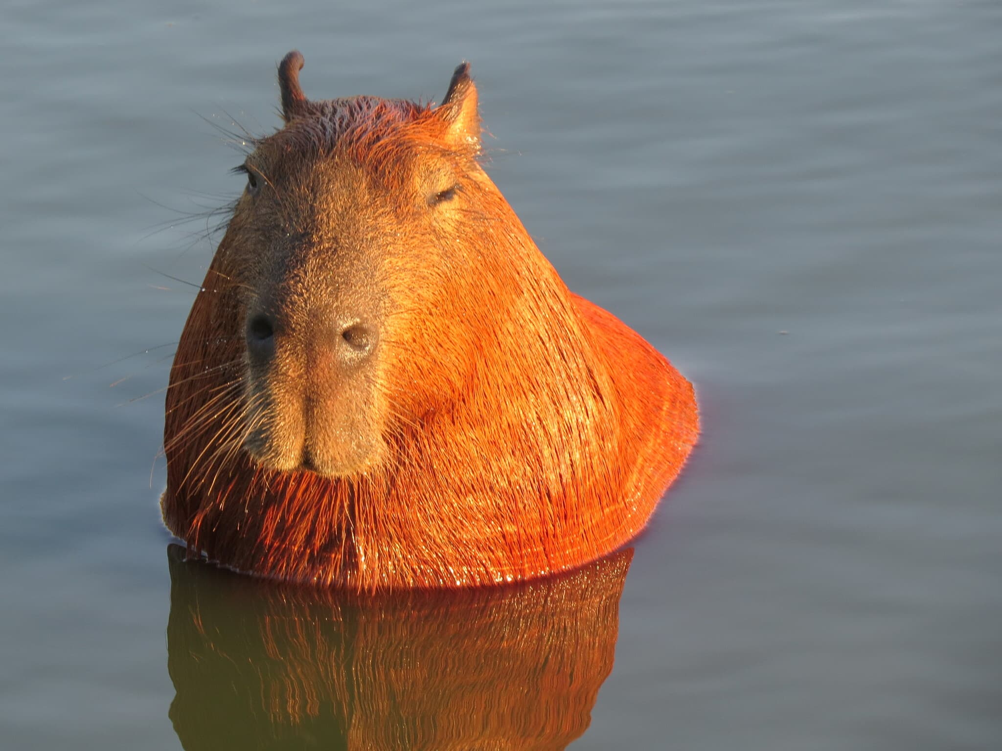 Capybara — photograph 2