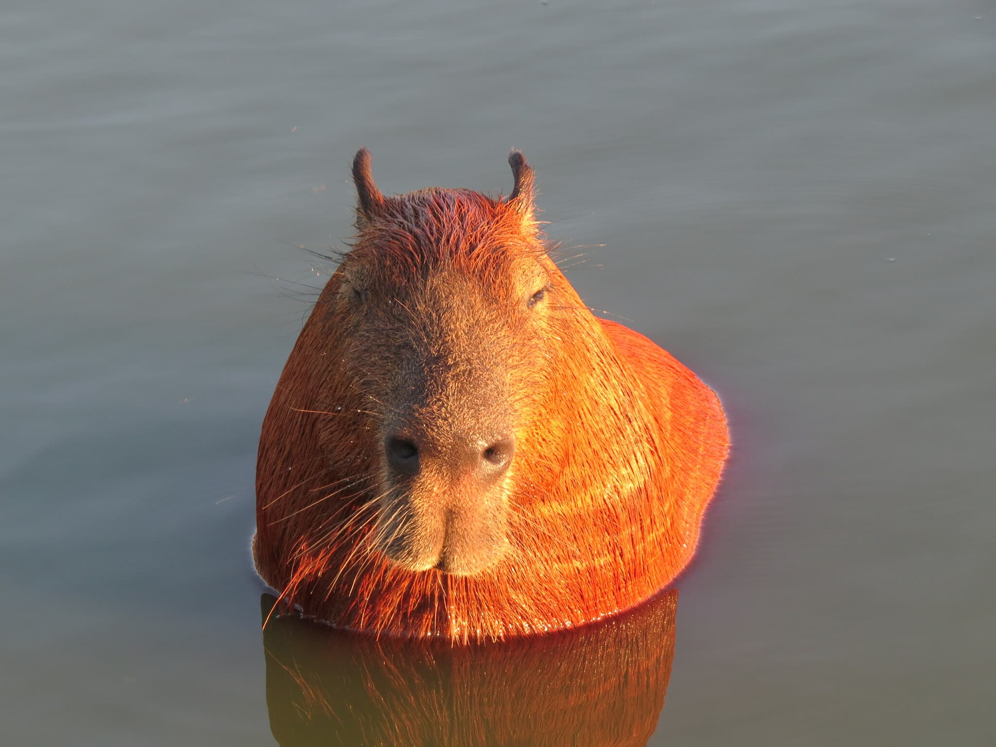 Capybara — photograph 3